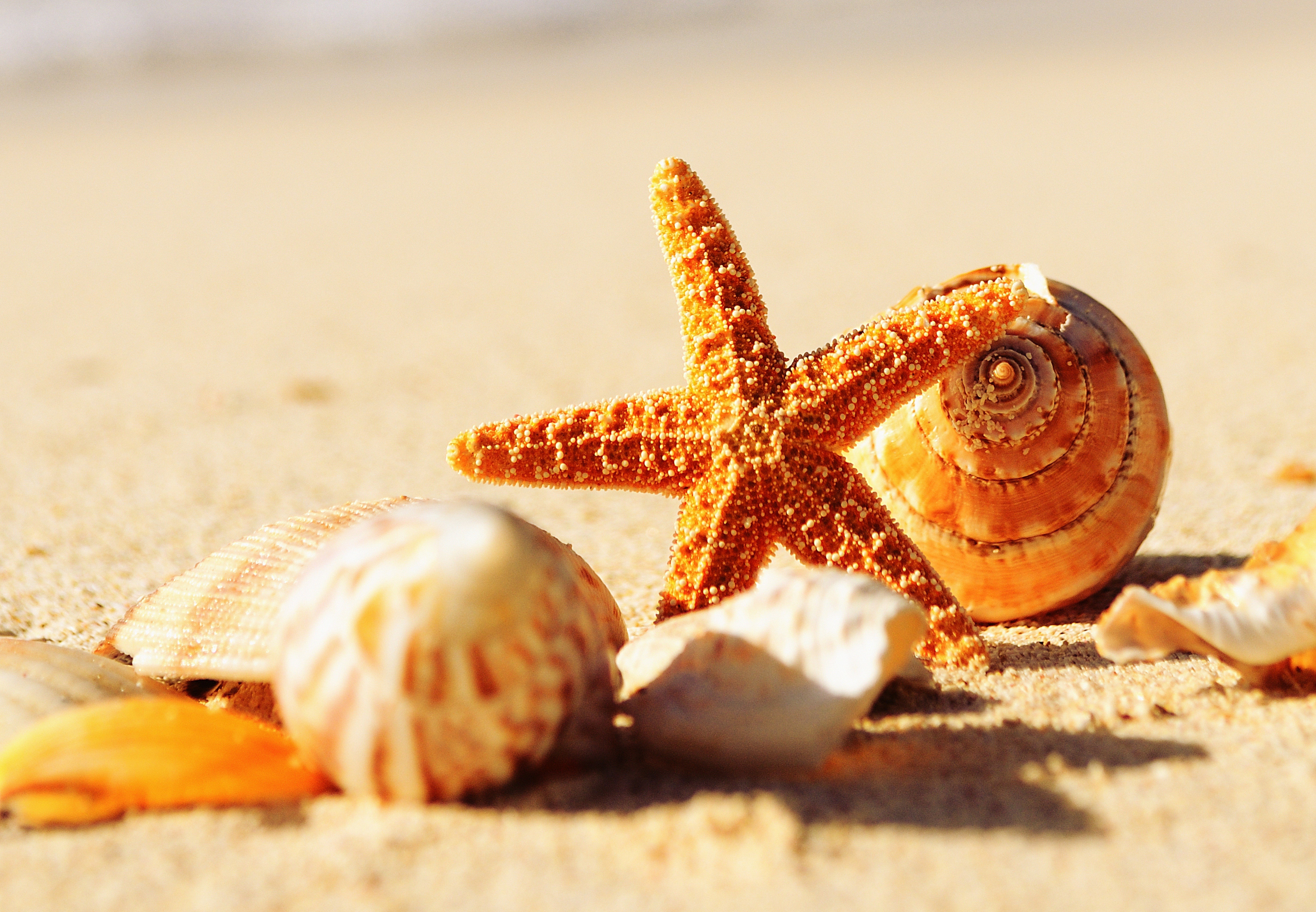 Starfish and shells on a sandy beach HD Wallpaper