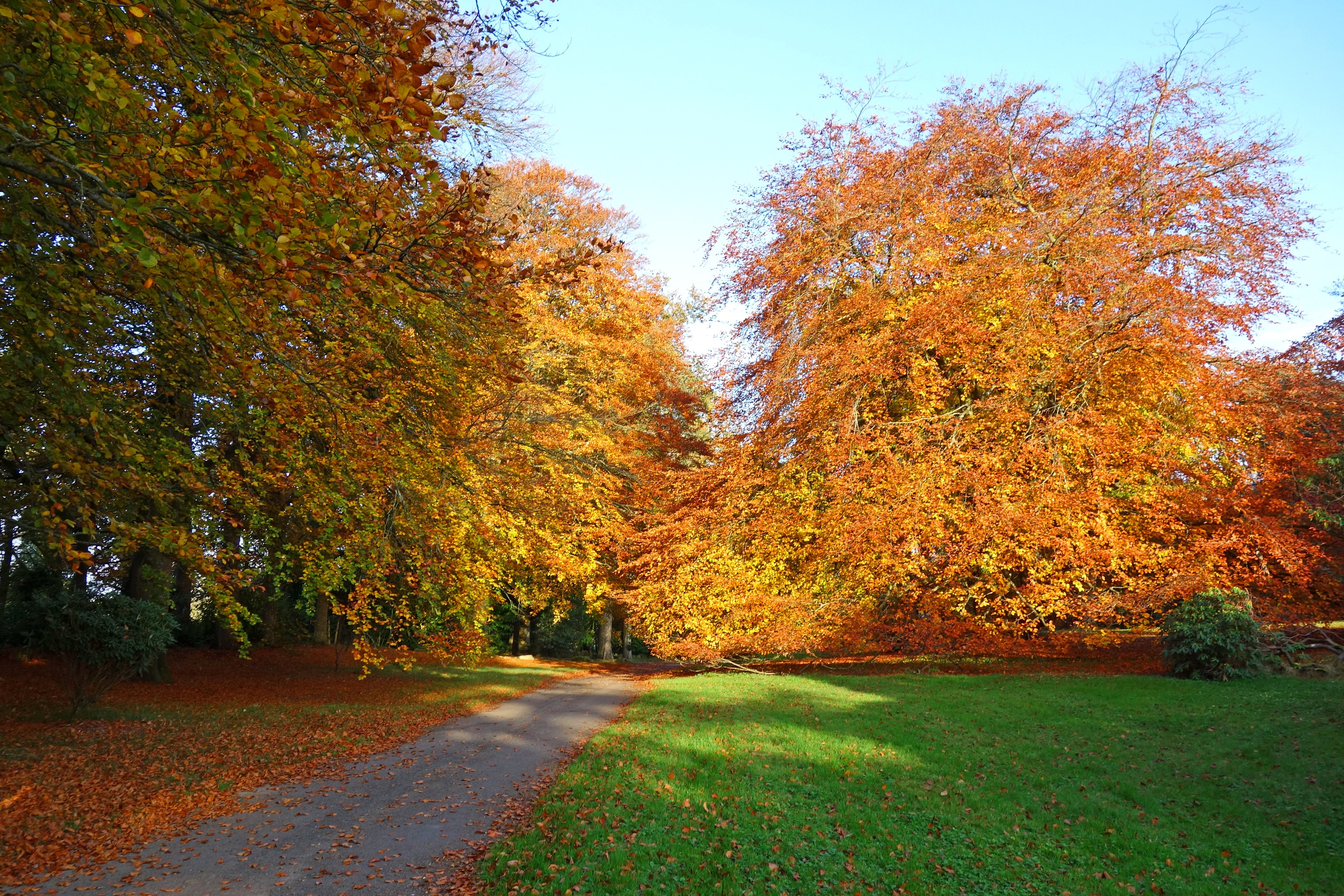 Autumn trees and path at Rowallen Gardens, Saintfield, Ireland HD Wallpaper