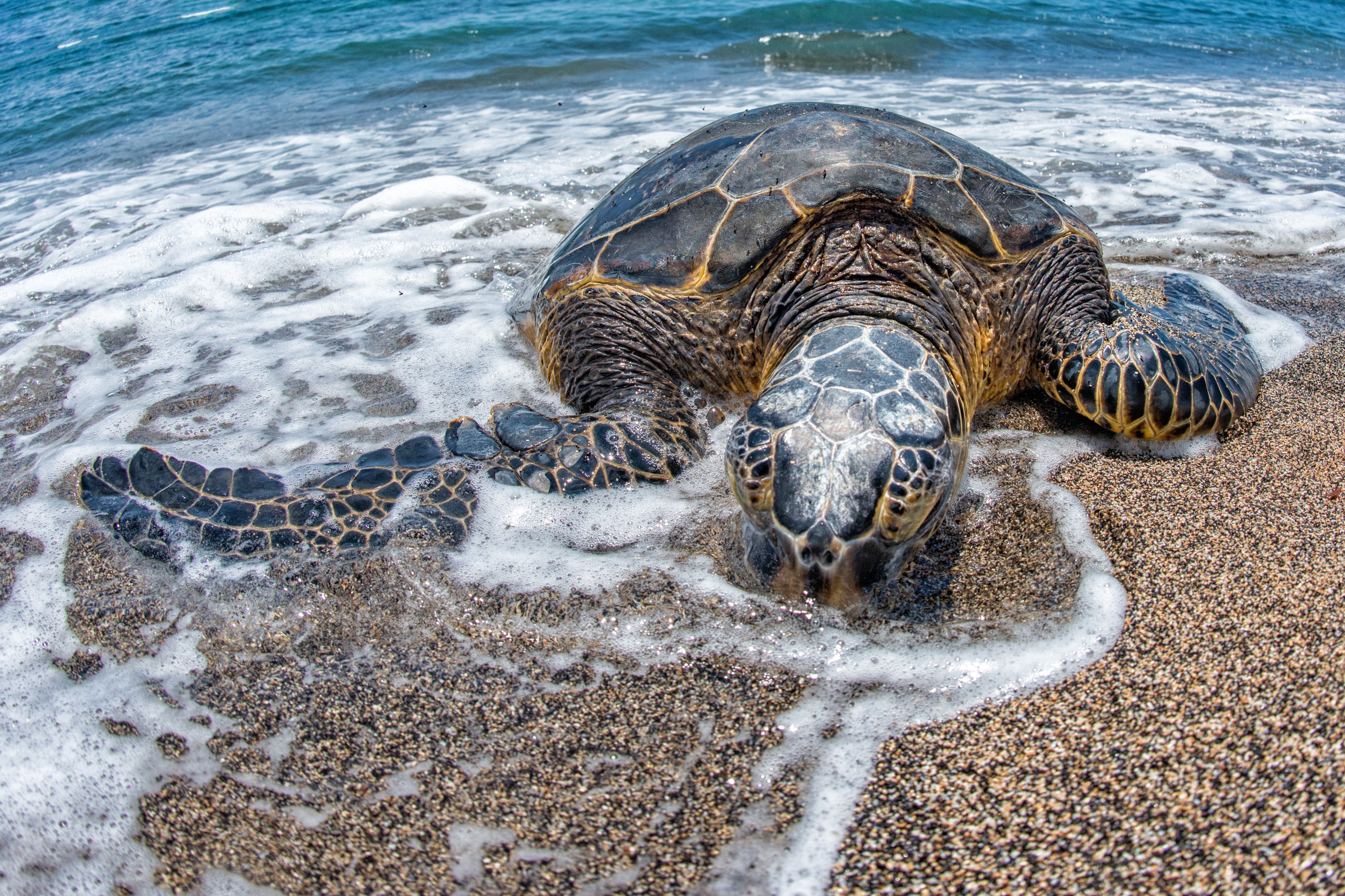 Sea Turtle on a Sandy Beach with Waves HD Wallpaper