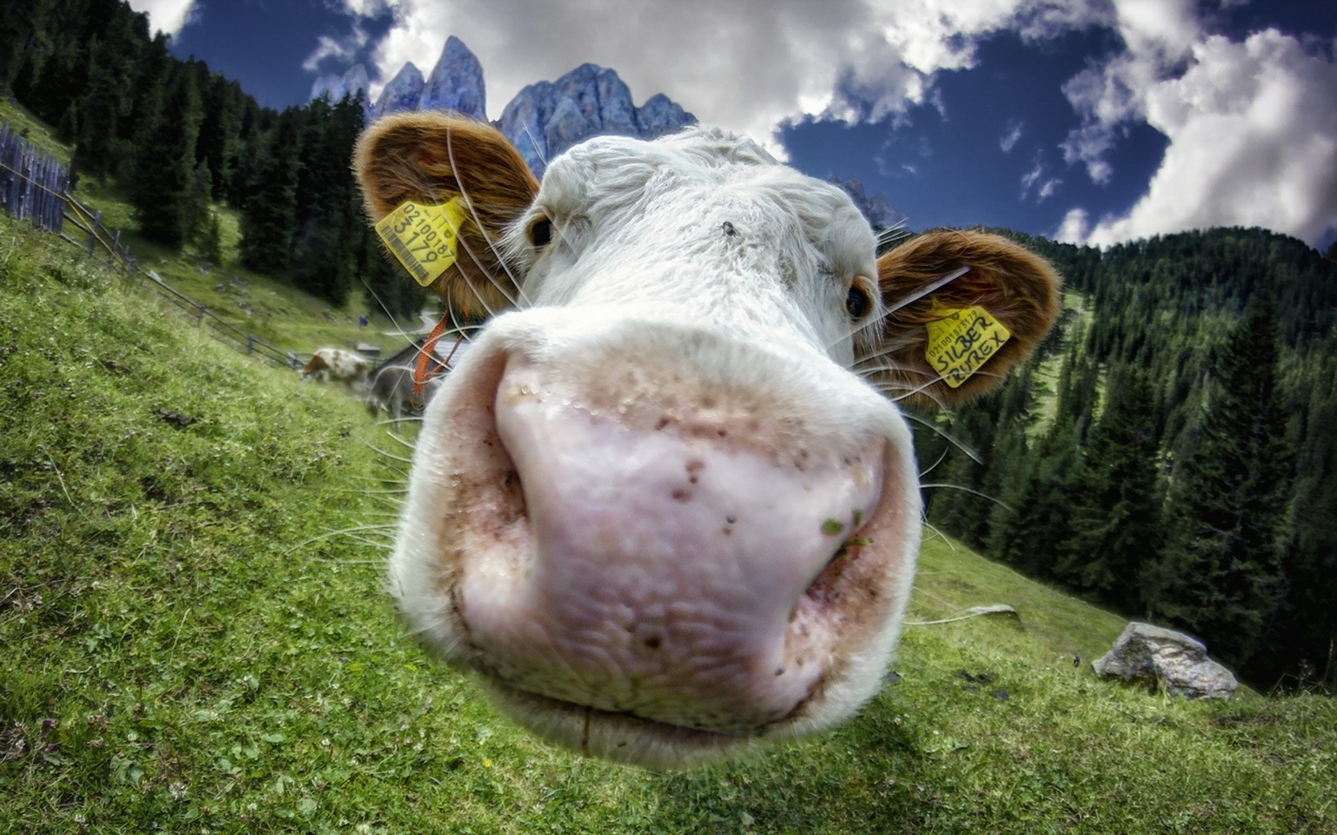 Cow with yellow ear tags in a mountain pasture HD Wallpaper