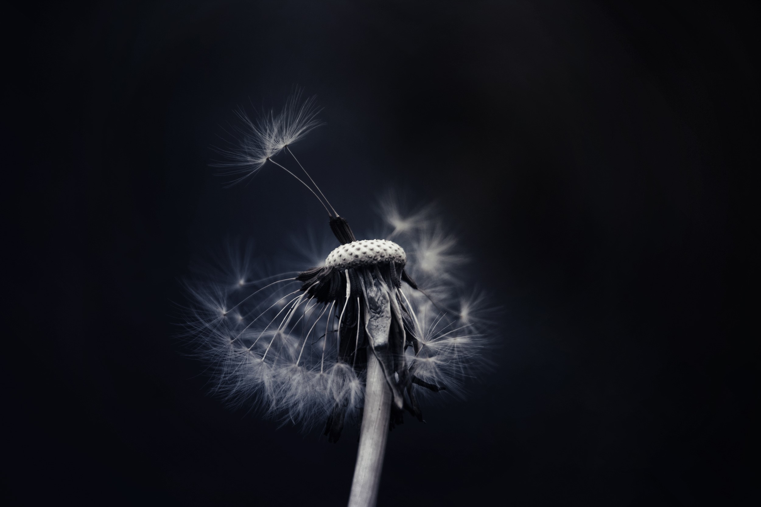Dandelion seed head with few seeds remaining HD Wallpaper