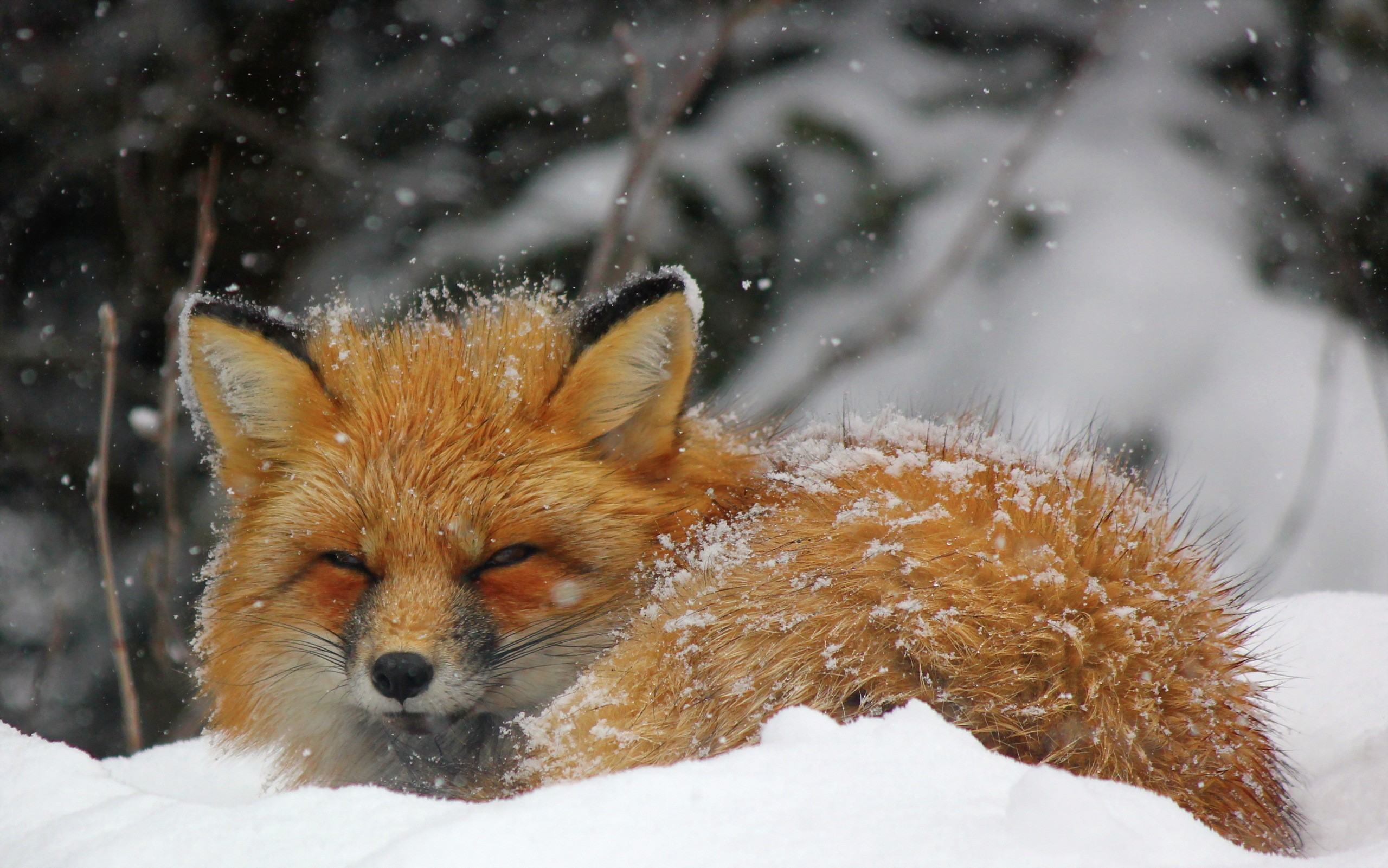 Red fox resting in the snow HD Wallpaper