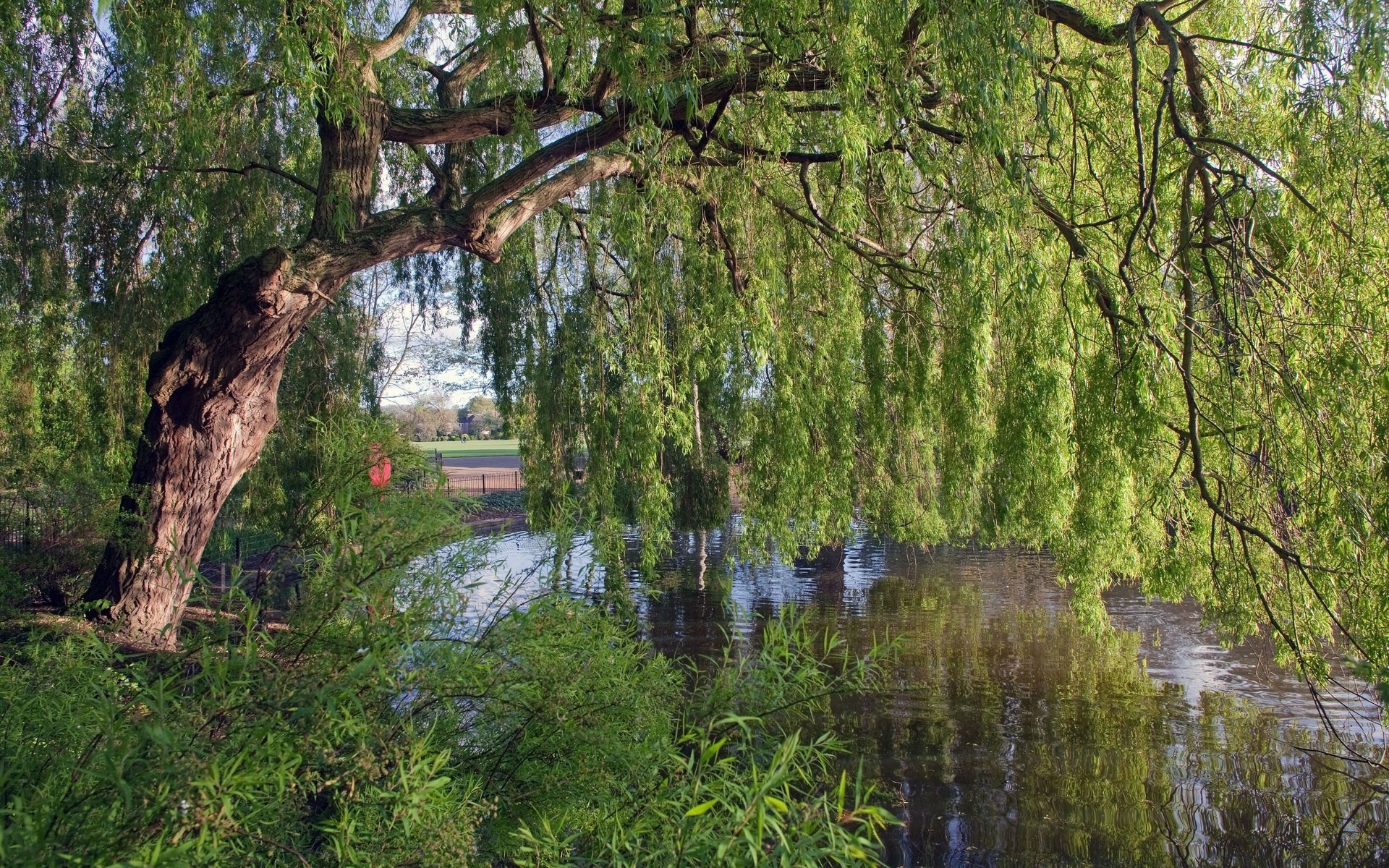 Weeping willow tree branches over a calm body of water HD Wallpaper