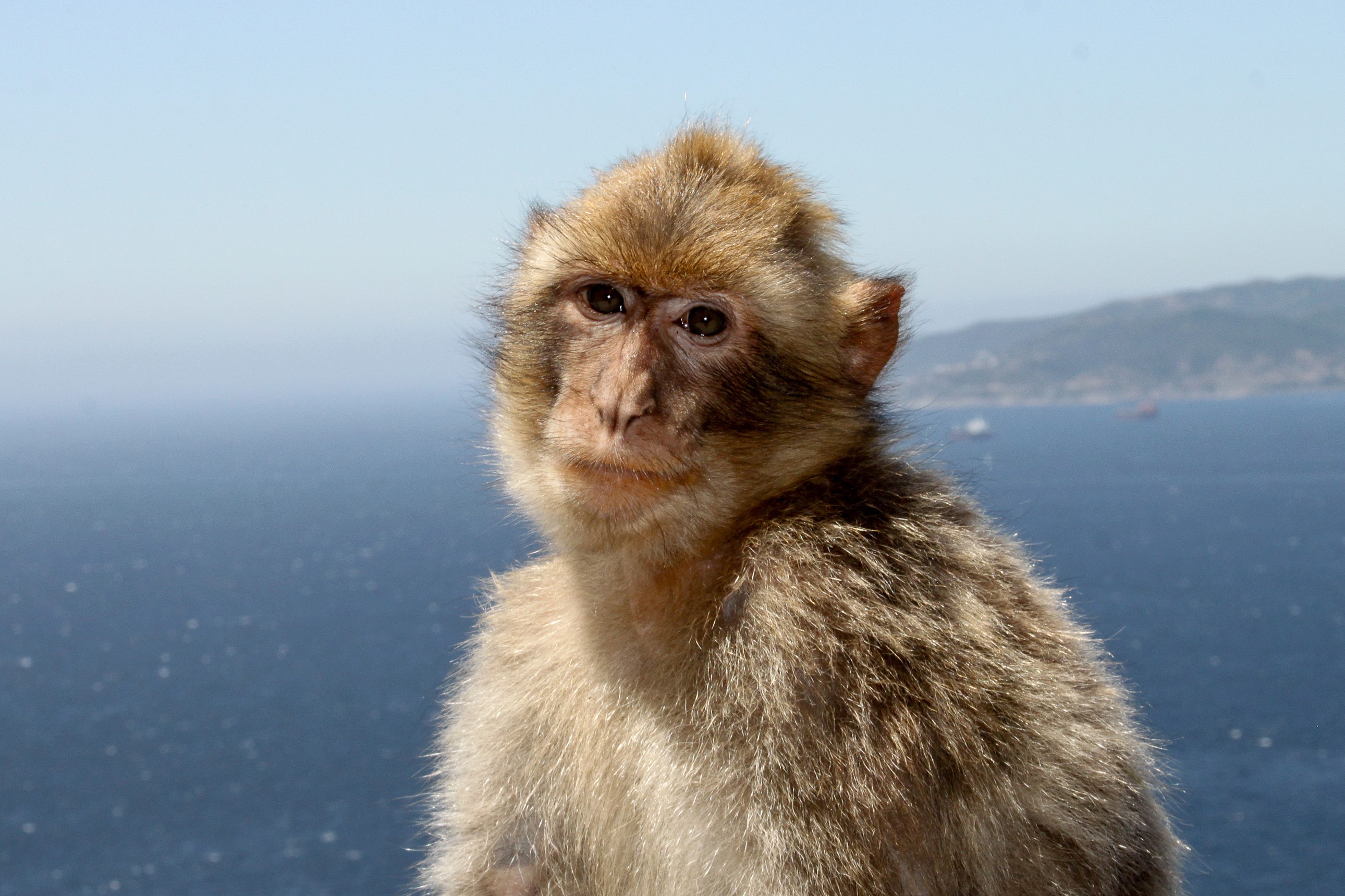 Barbary macaque looking out over the sea HD Wallpaper