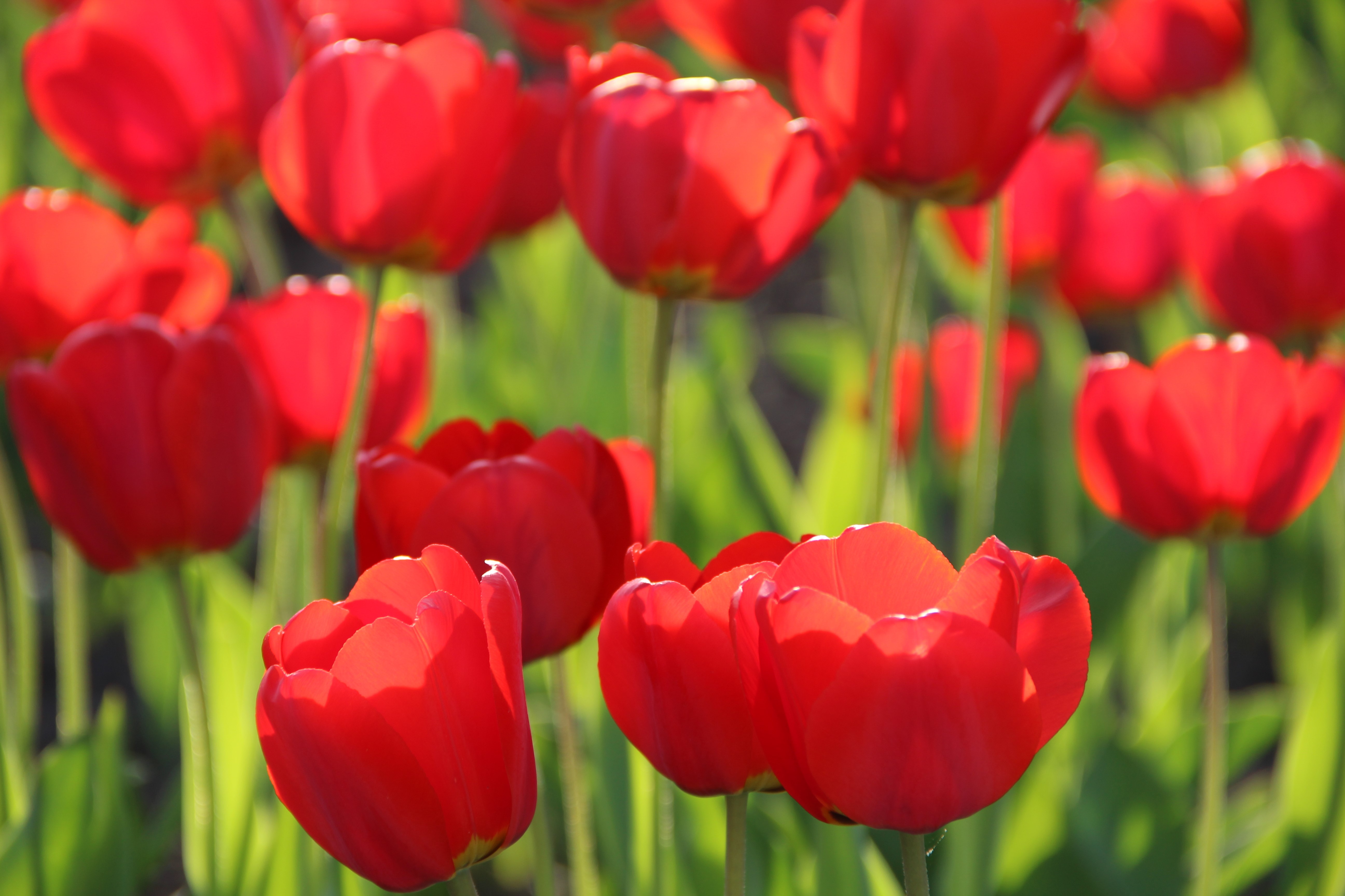 Red Tulips in a Field HD Wallpaper