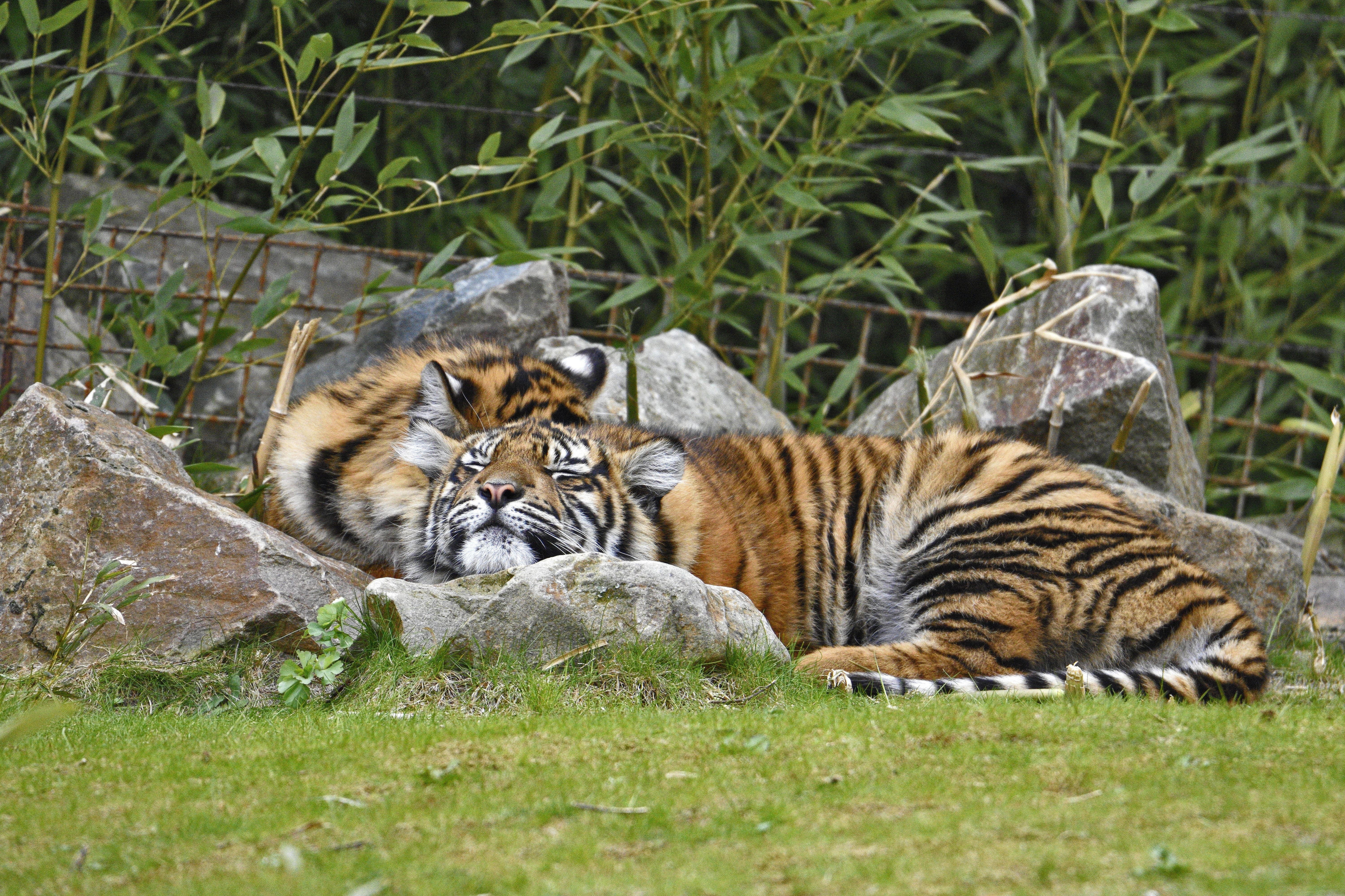 Two tigers sleeping on rocks and grass HD Wallpaper