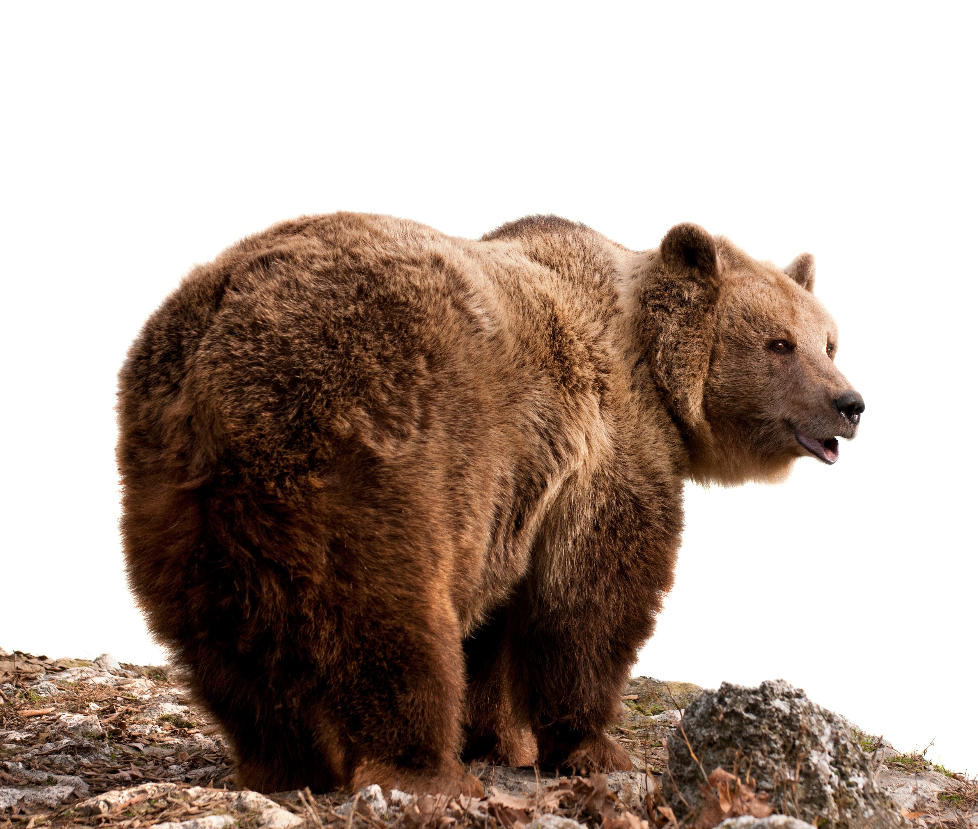 Brown Bear standing on rocky ground HD Wallpaper