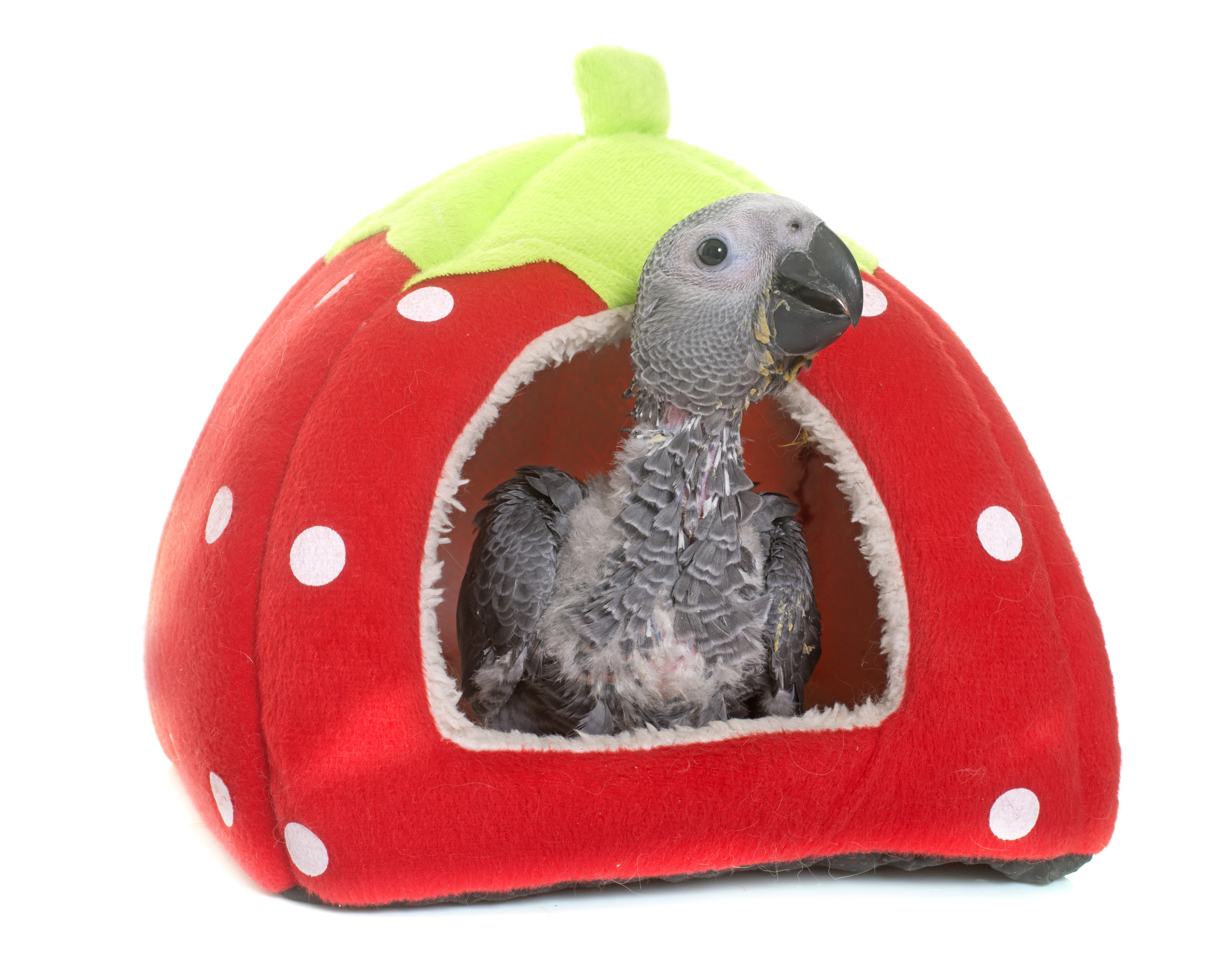 Baby African Grey Parrot in Strawberry Bed HD Wallpaper