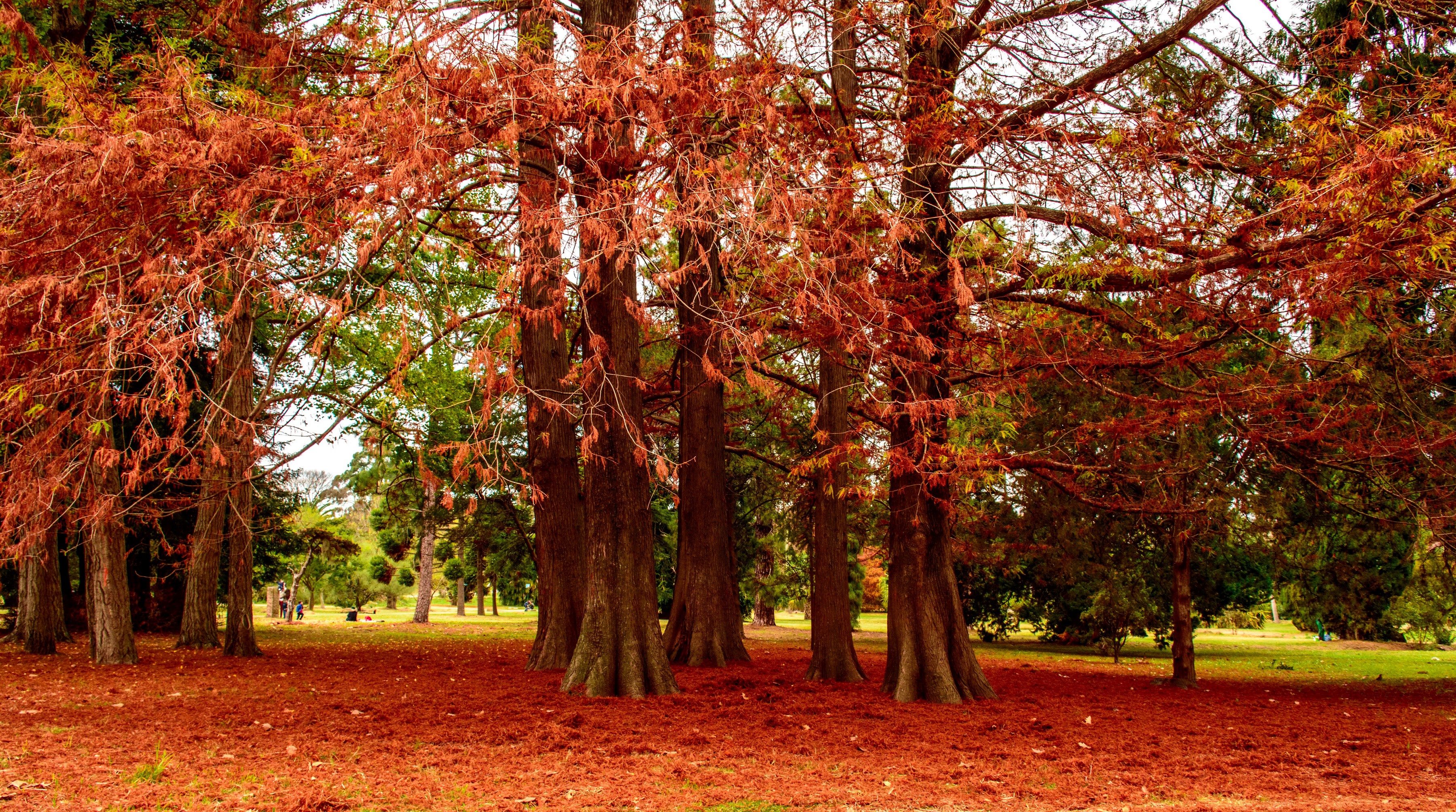 Autumn trees with red leaves covering the ground HD Wallpaper