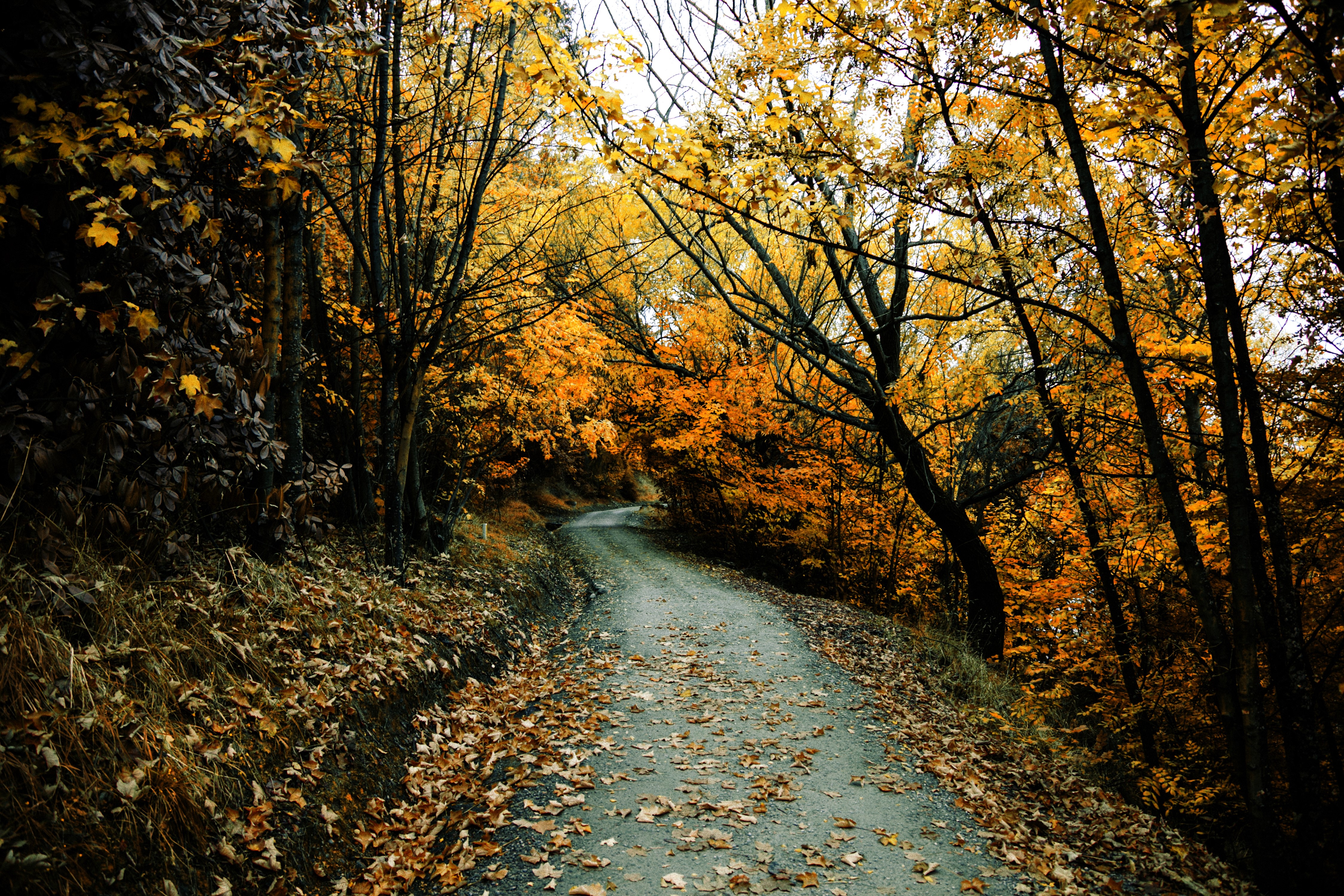 Autumn forest road with fallen leaves HD Wallpaper
