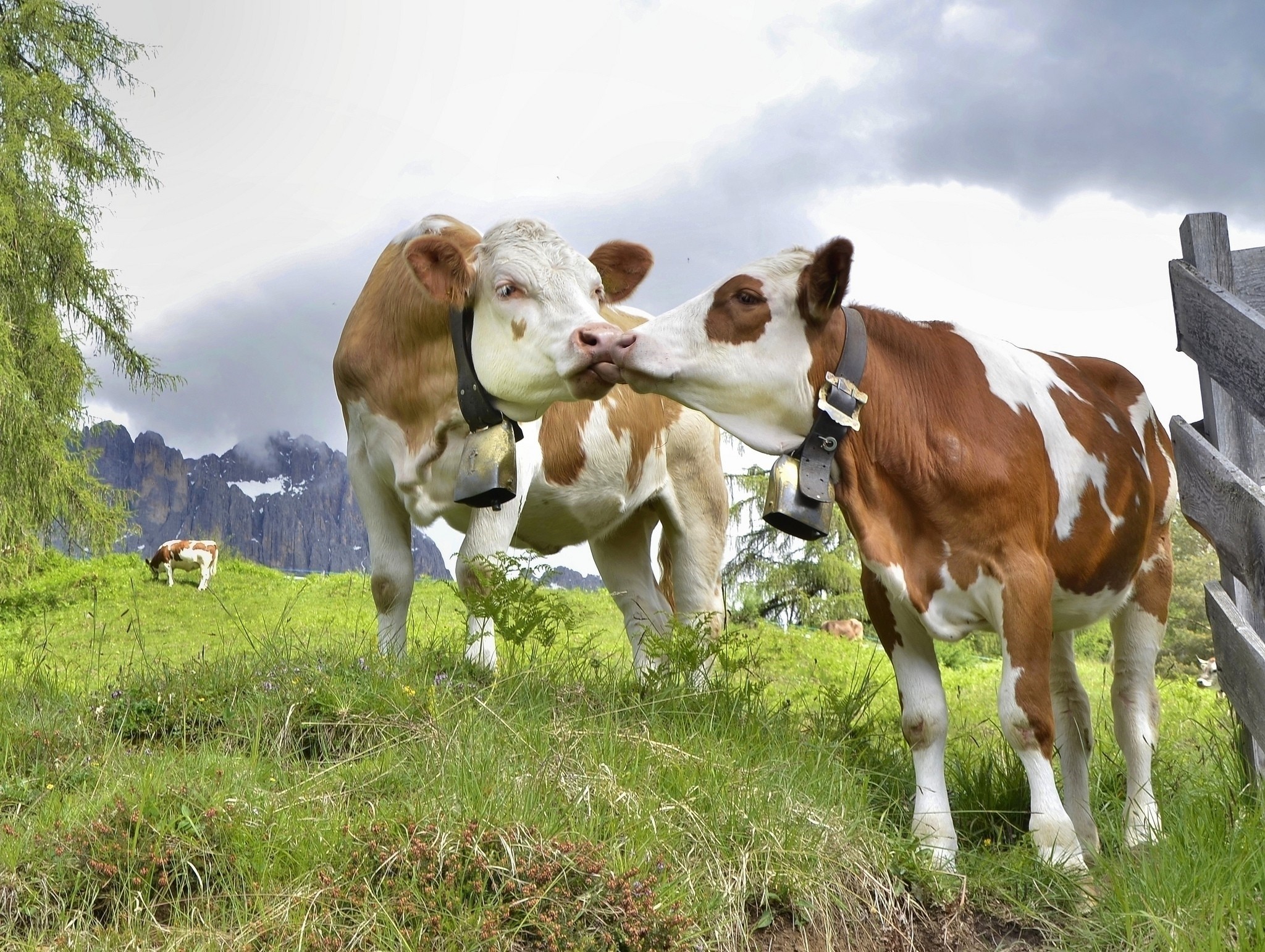 Two cows kissing in a grassy field with mountains HD Wallpaper