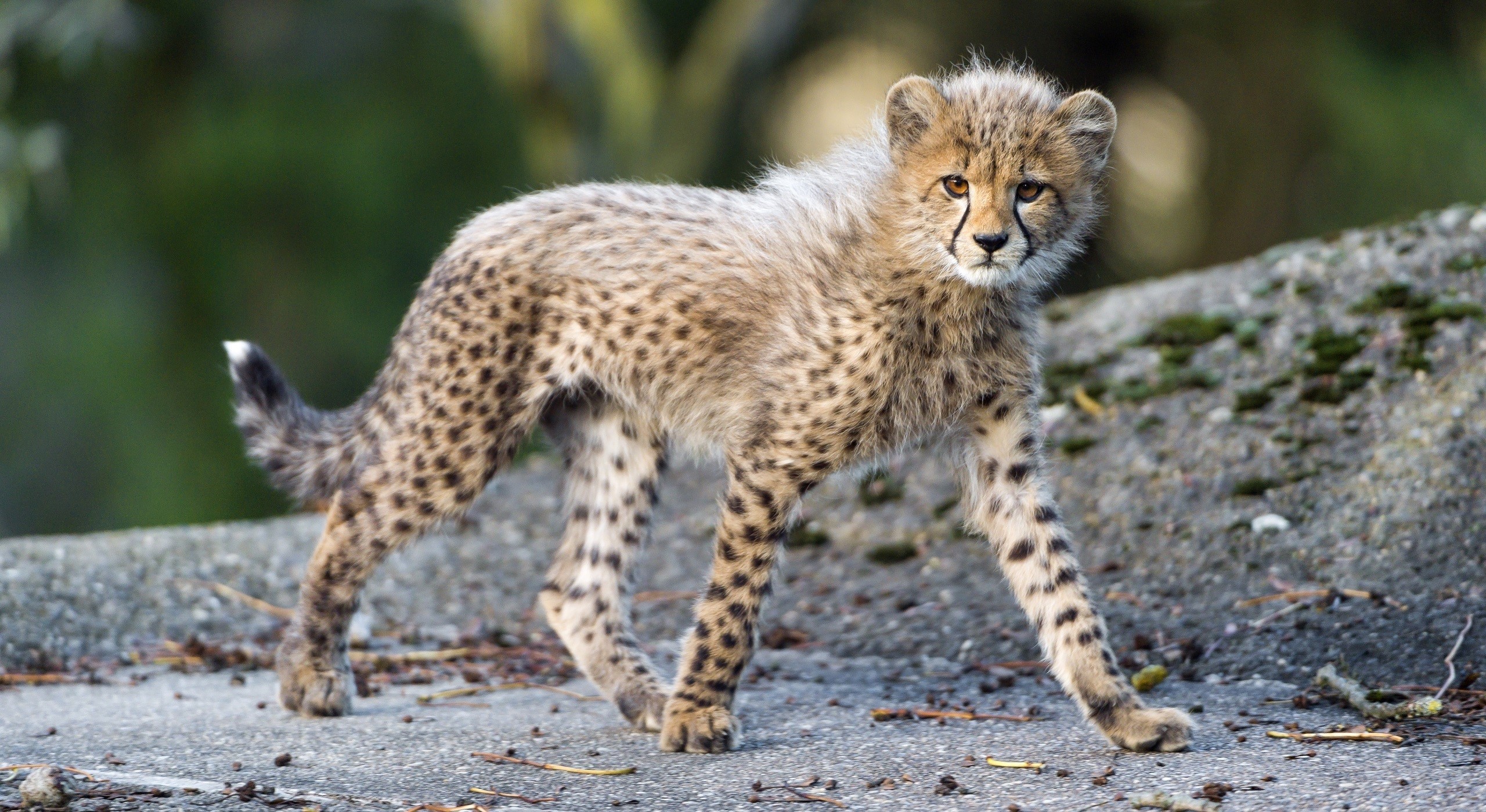 Cheetah cub walking on a rocky surface HD Wallpaper