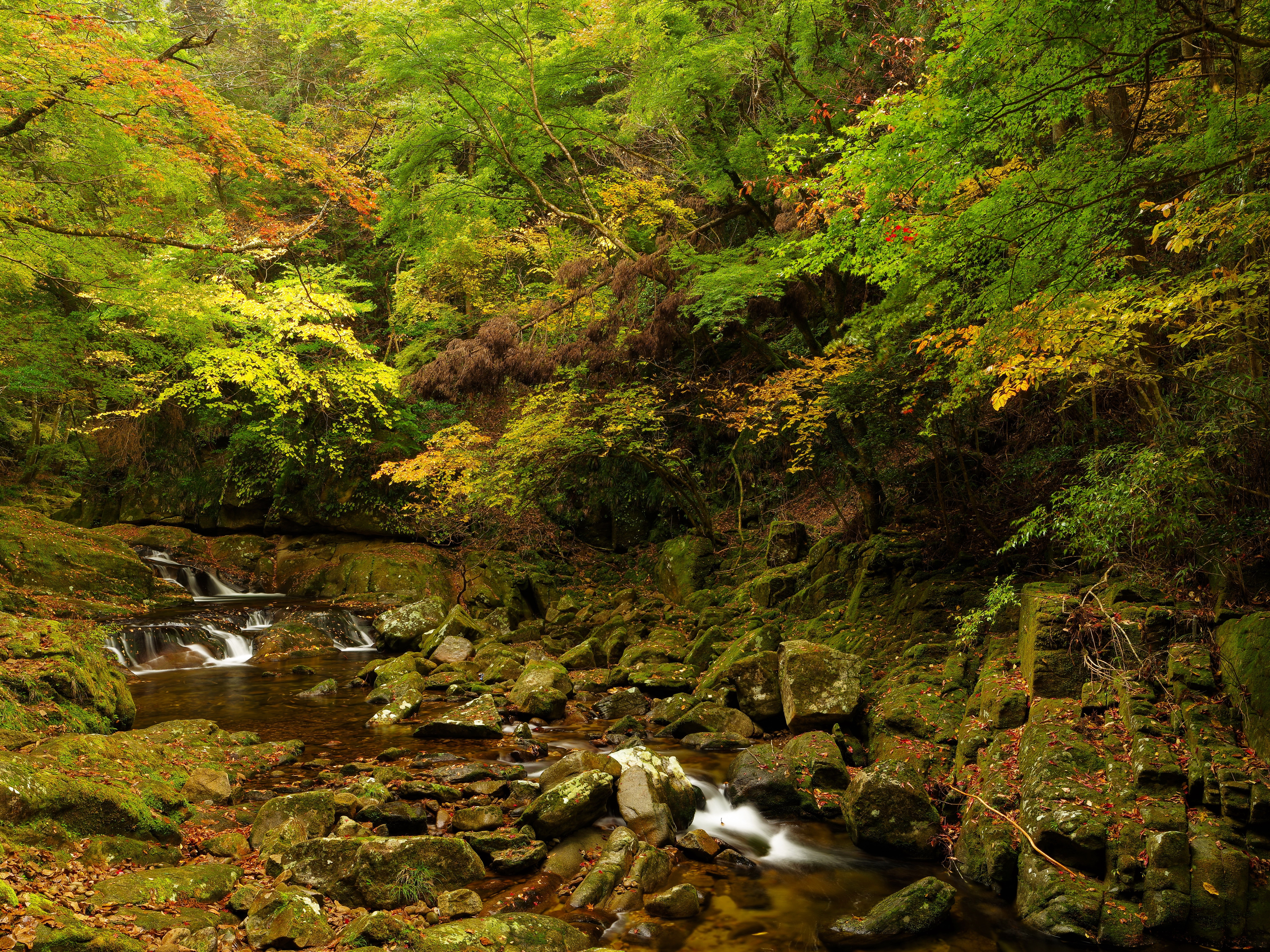 Forest stream with mossy stones and autumn leaves HD Wallpaper