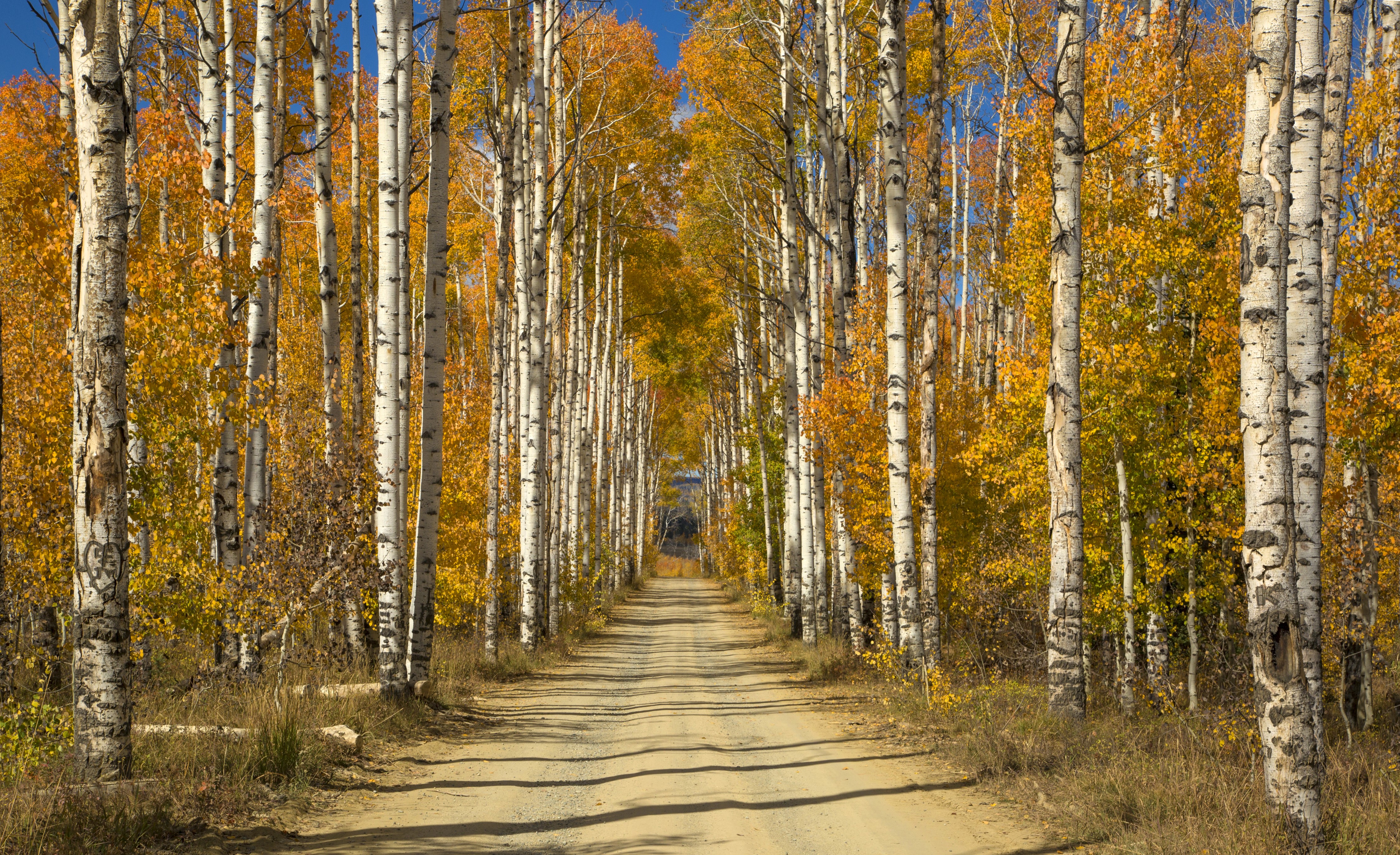 Autumn Birch Trees Lined Dirt Road HD Wallpaper