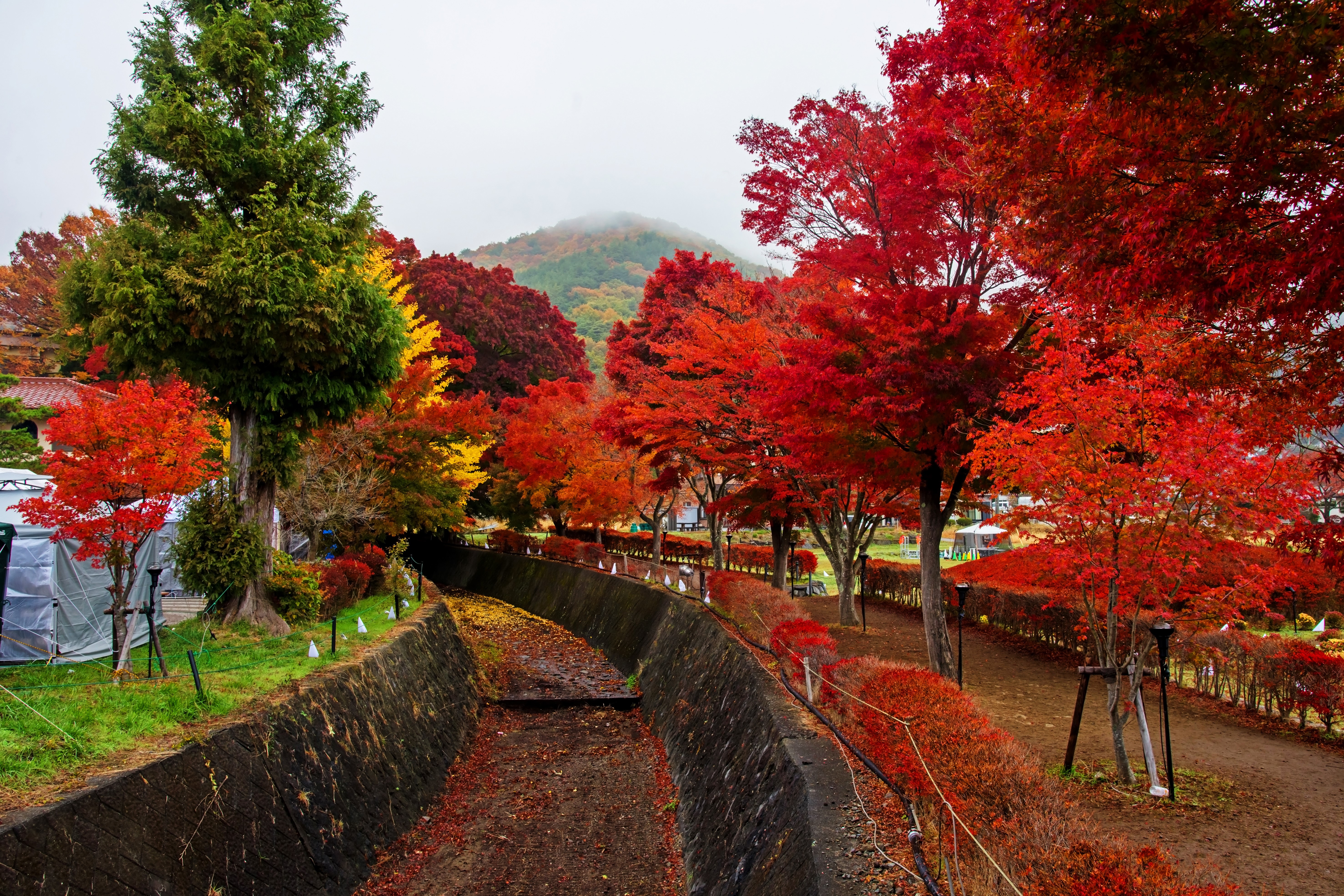 Autumn foliage at Kawaguchiko, Japan HD Wallpaper
