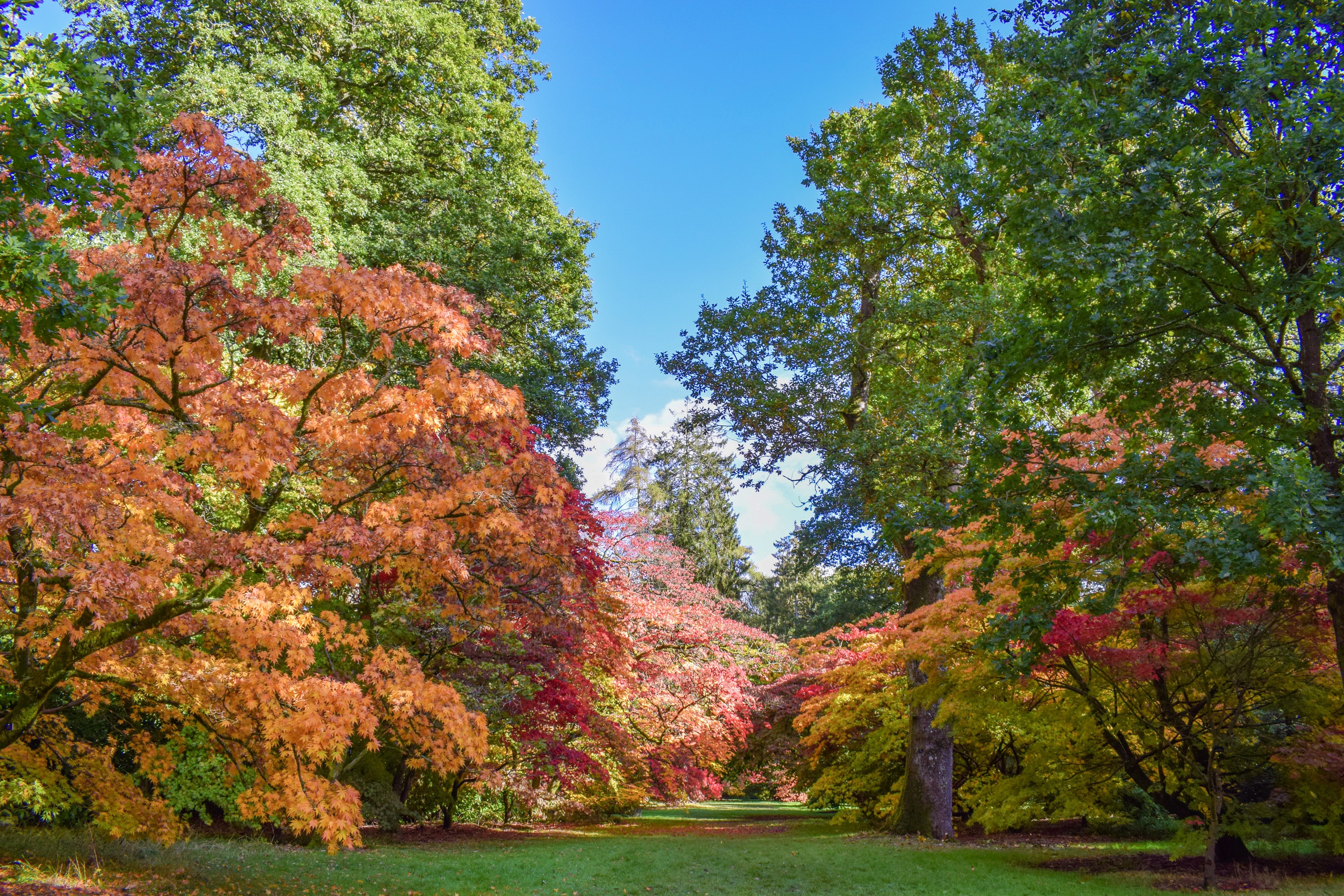 Autumn trees in Westonbirt Arboretum, United Kingdom HD Wallpaper
