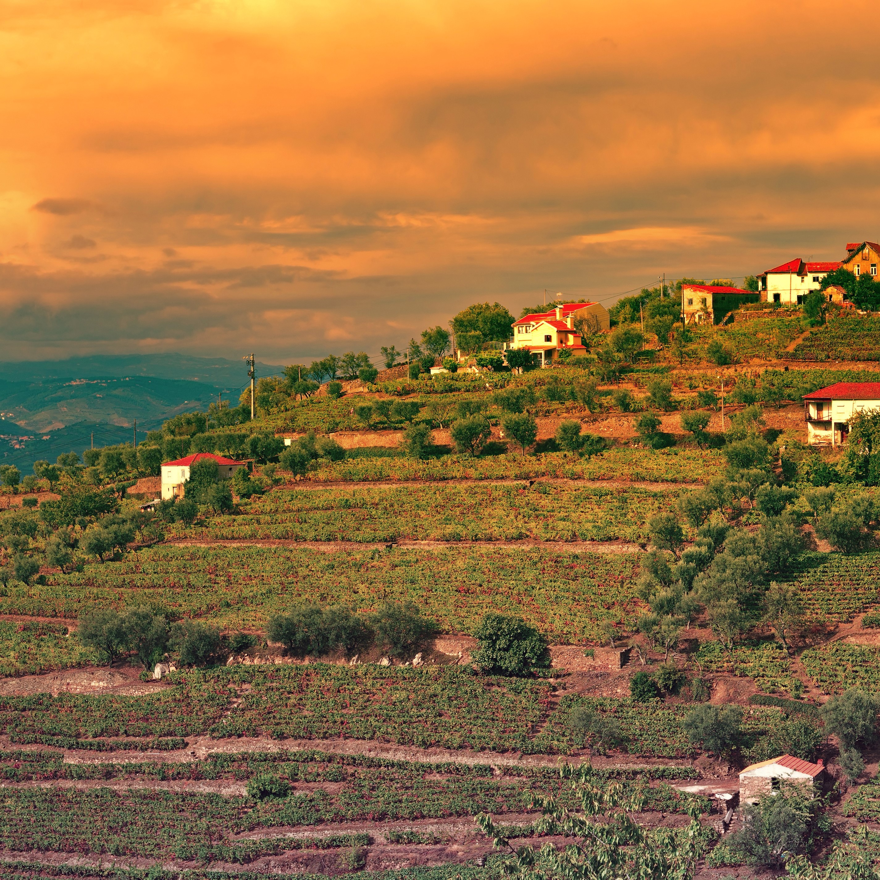 Vineyard fields on a hillside in Portugal HD Wallpaper