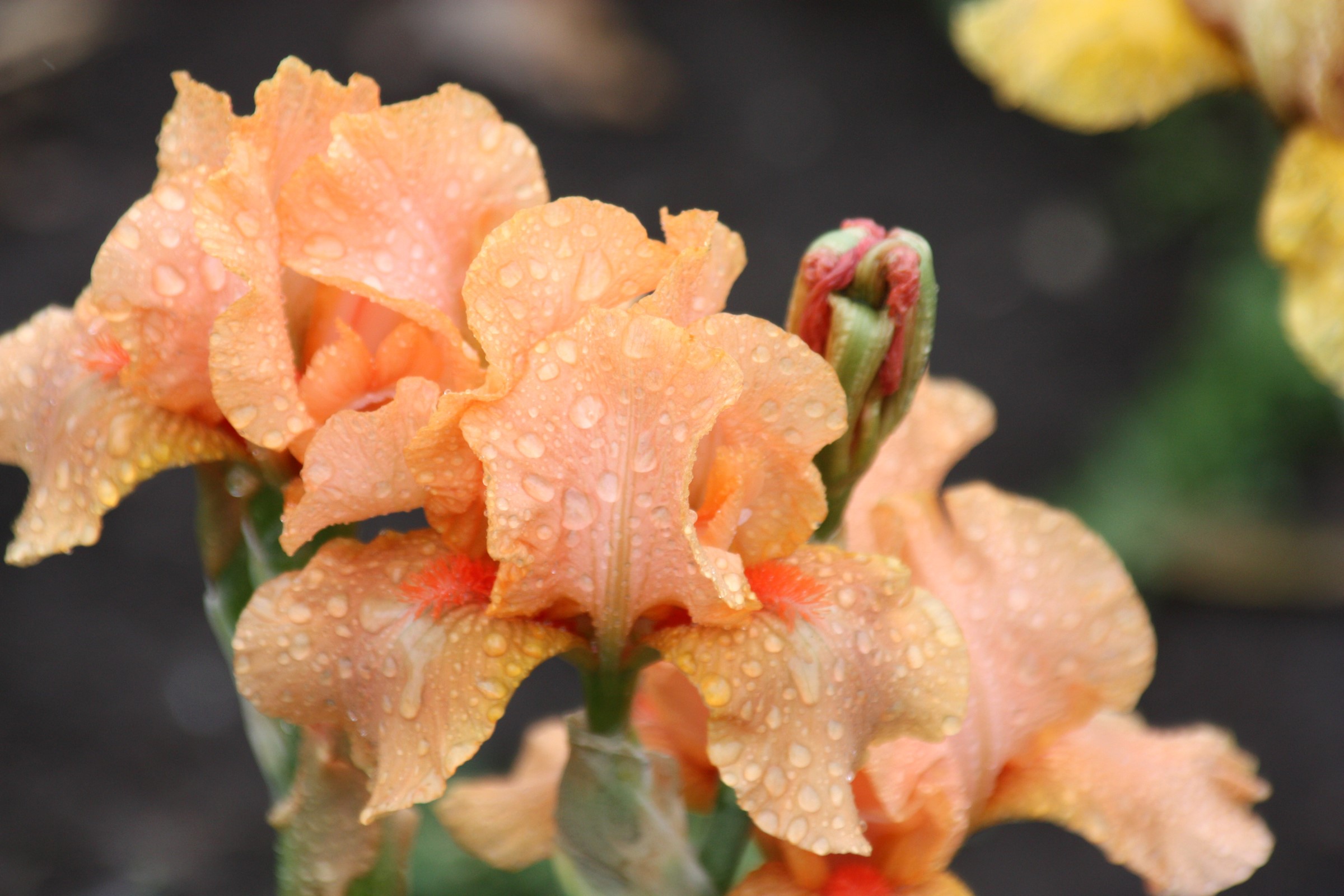 Close-up of peach irises with water drops HD Wallpaper