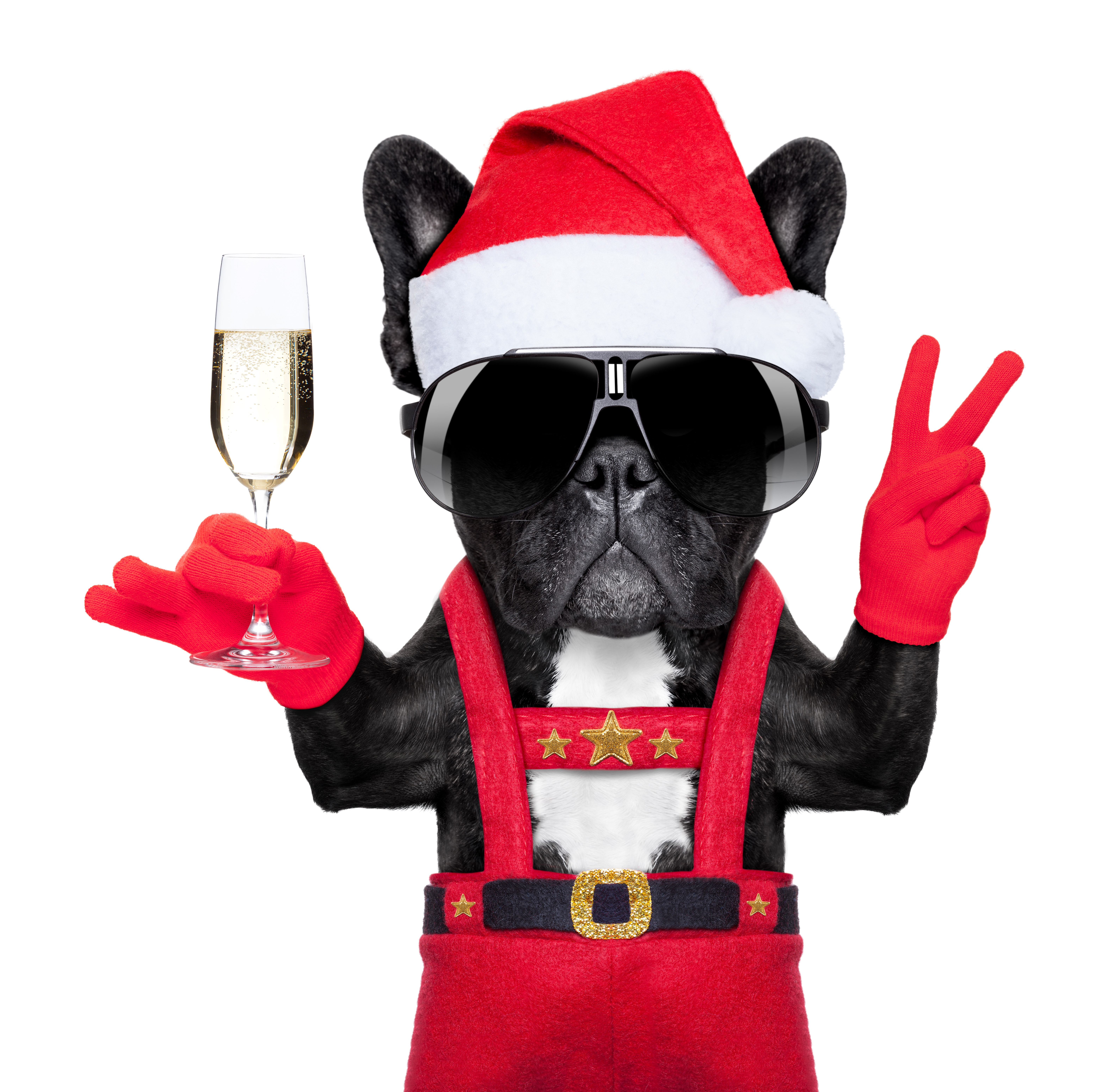 French Bulldog in Santa Hat with Champagne HD Wallpaper