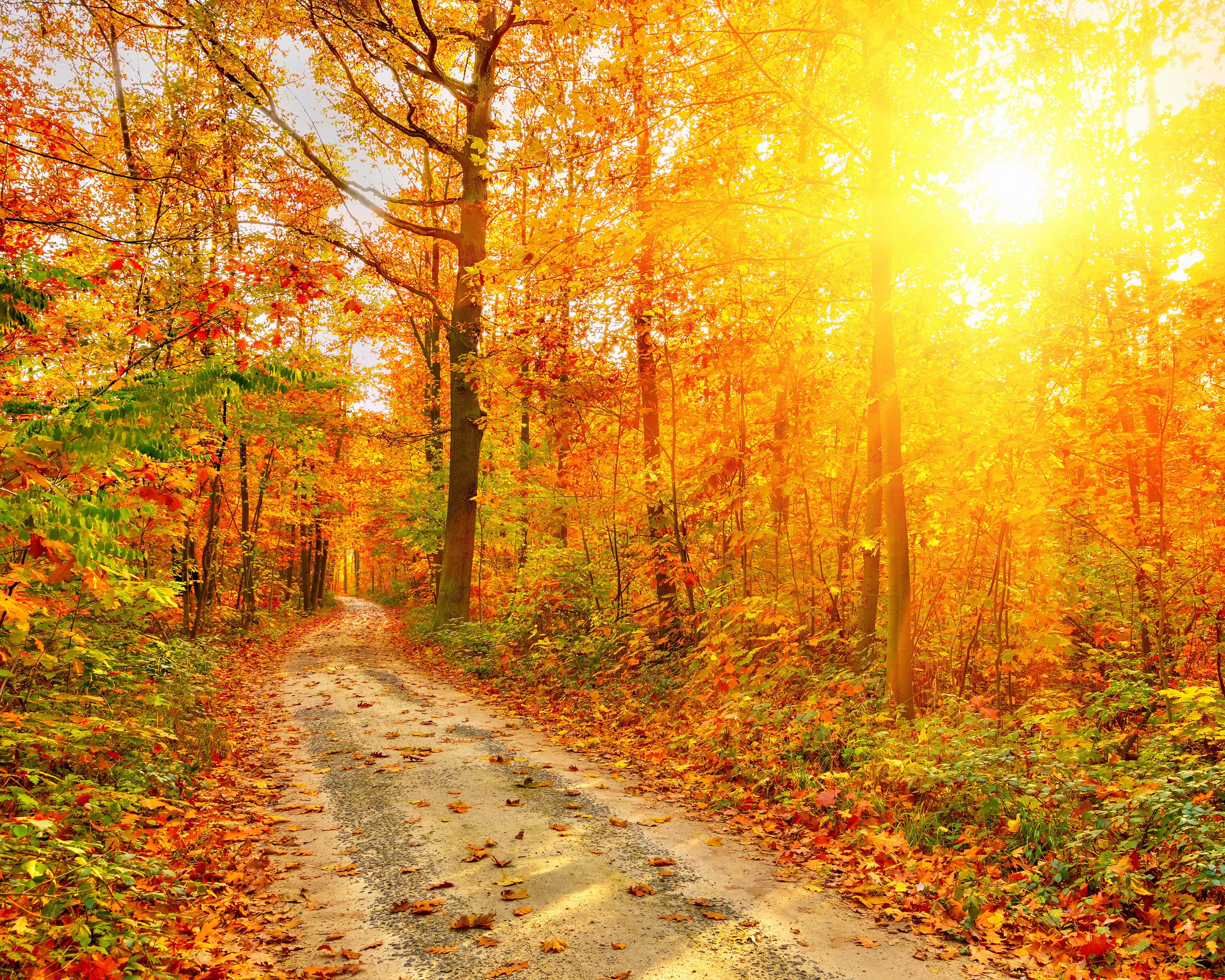 Autumn forest road with sun rays HD Wallpaper