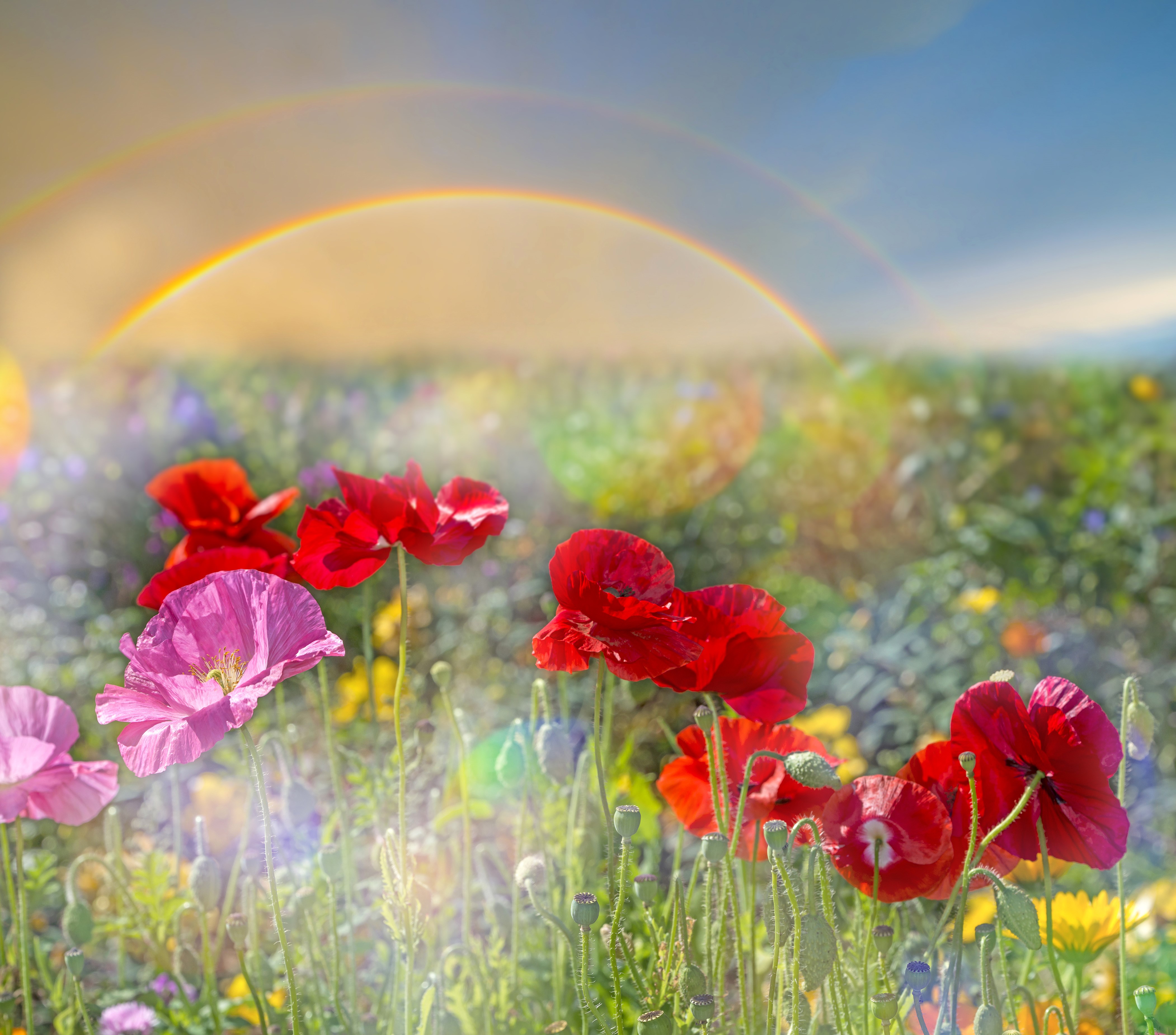 Poppies and Rainbow in a Field HD Wallpaper