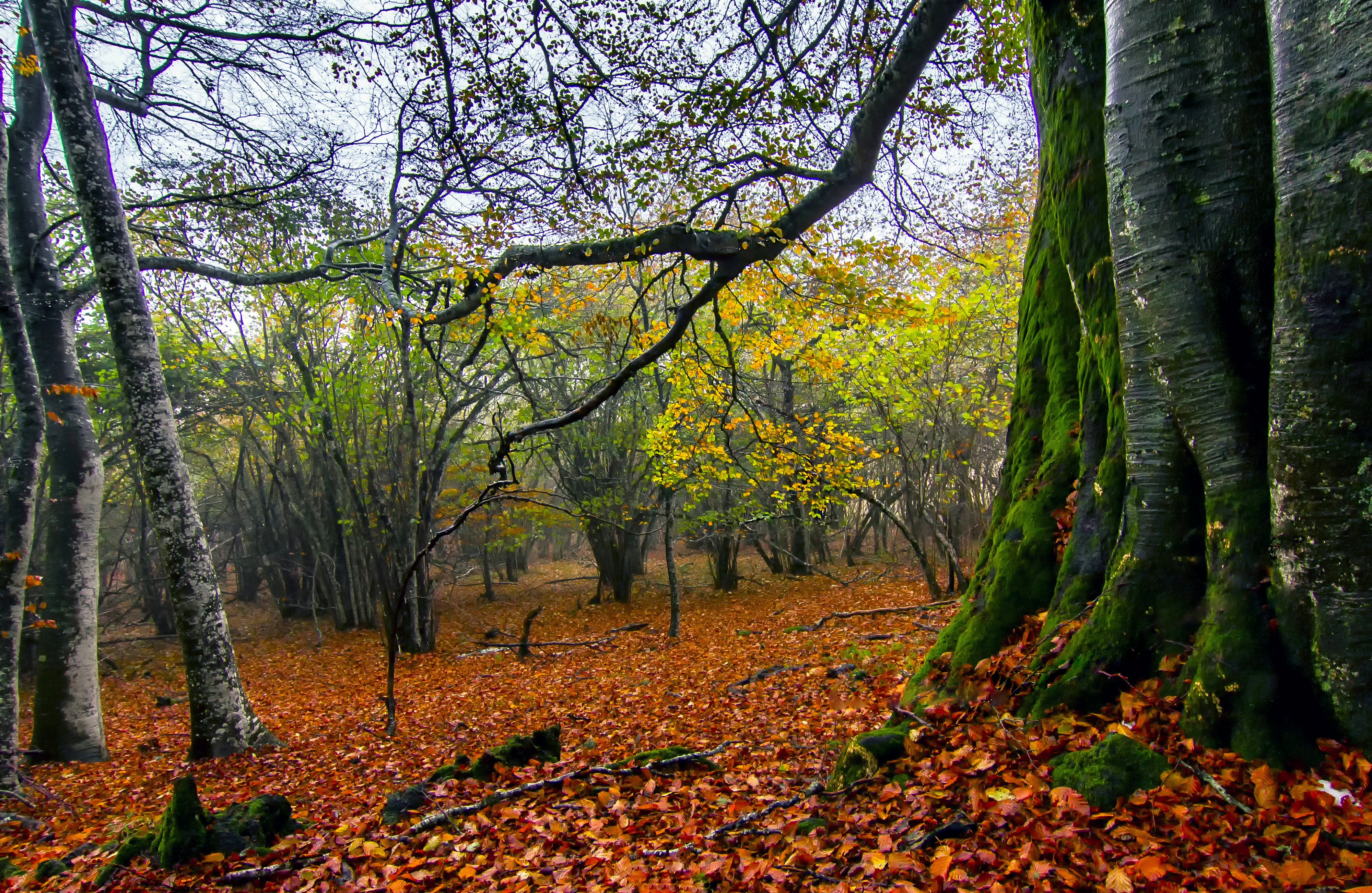 Autumn forest with mossy trees and fallen leaves HD Wallpaper
