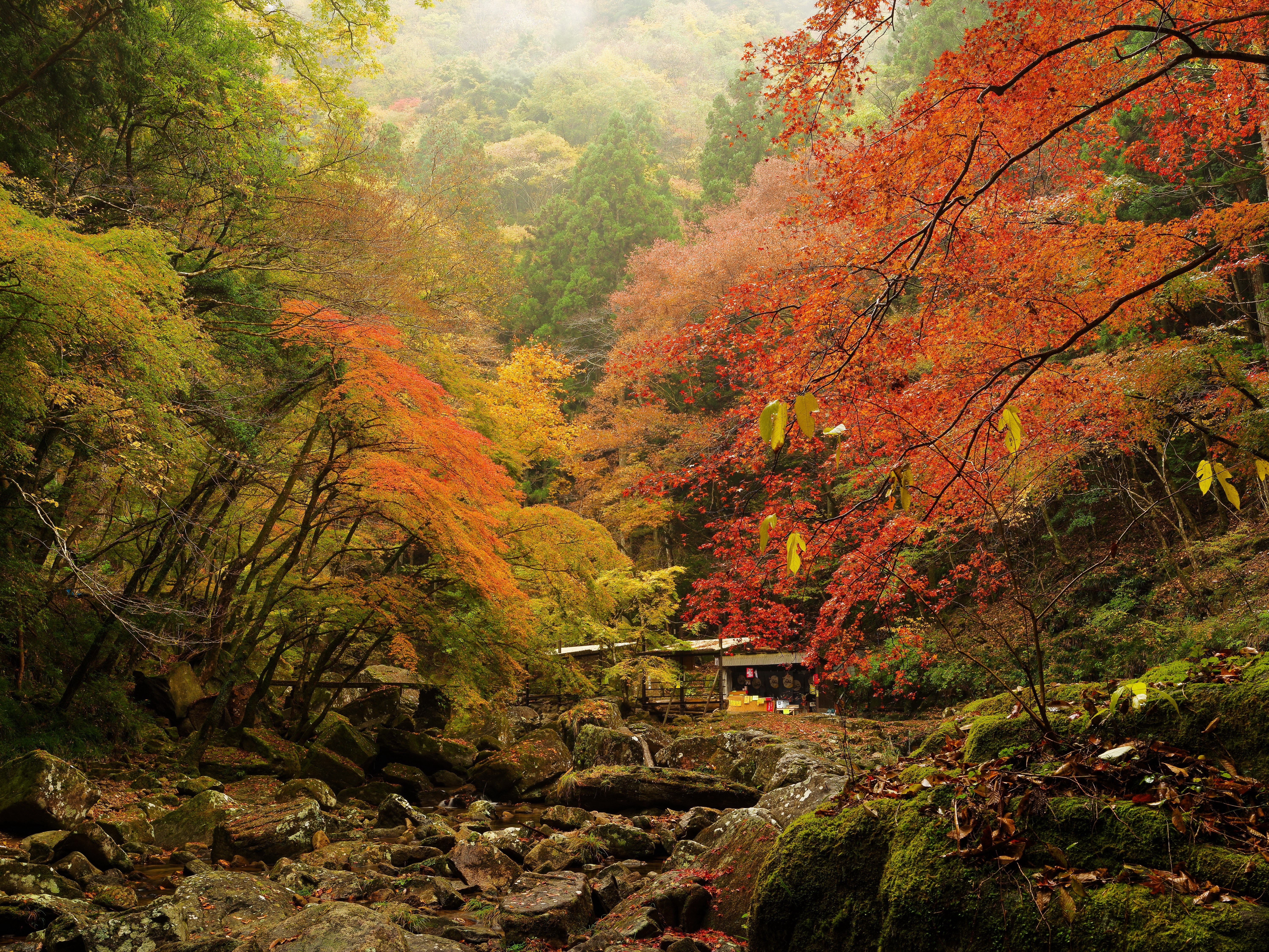 Autumn forest with stream and mossy stones HD Wallpaper