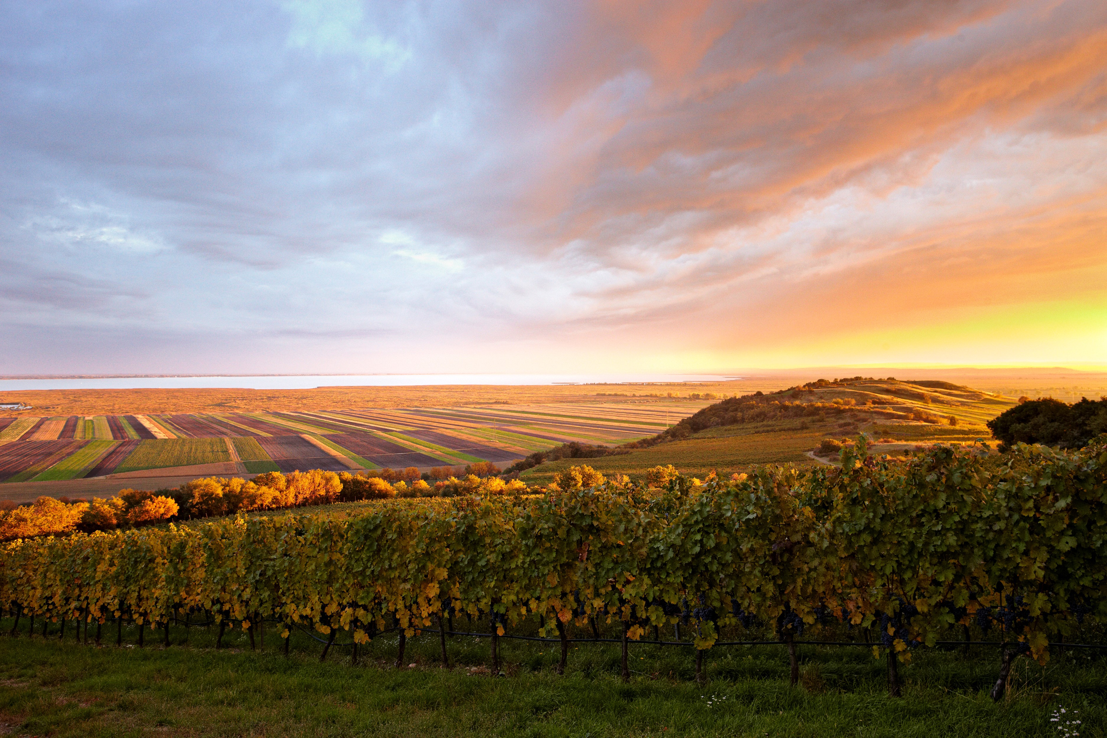 Vineyard at Jungenberg Weingut Schloss Halbturn, Austria HD Wallpaper