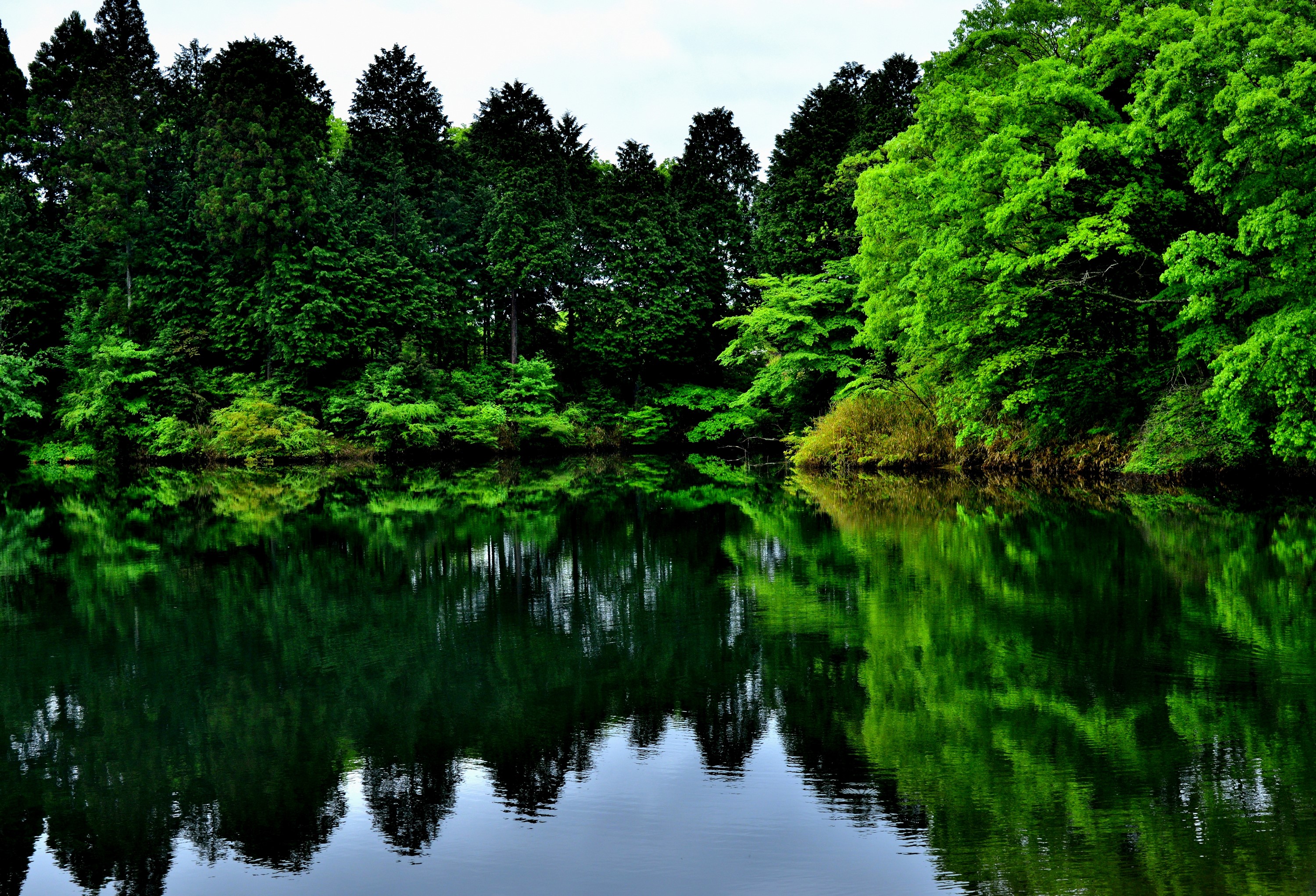 Lake and forest reflection in Fujinomiya, Japan HD Wallpaper