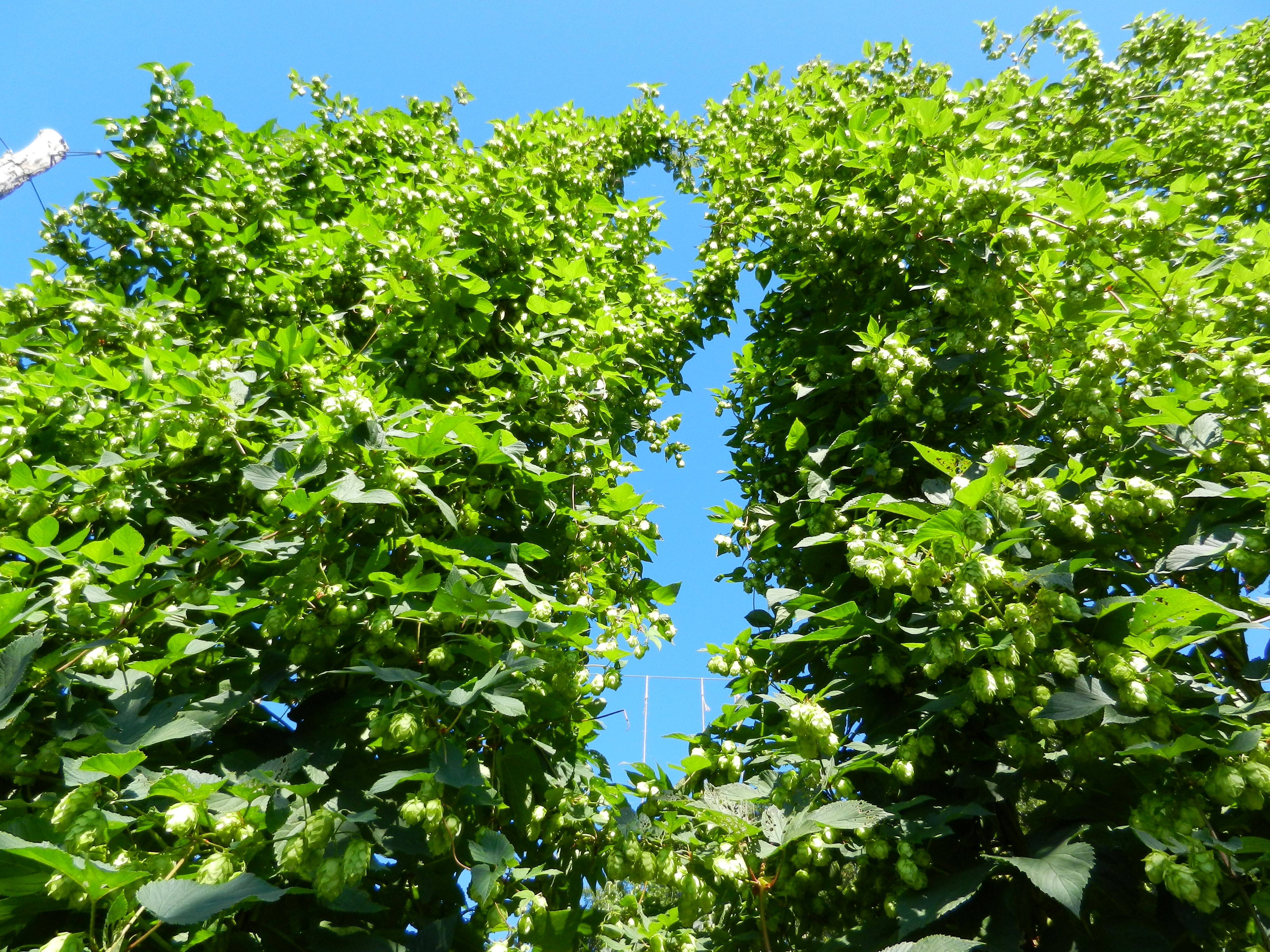 Hops plants with cones against blue sky HD Wallpaper