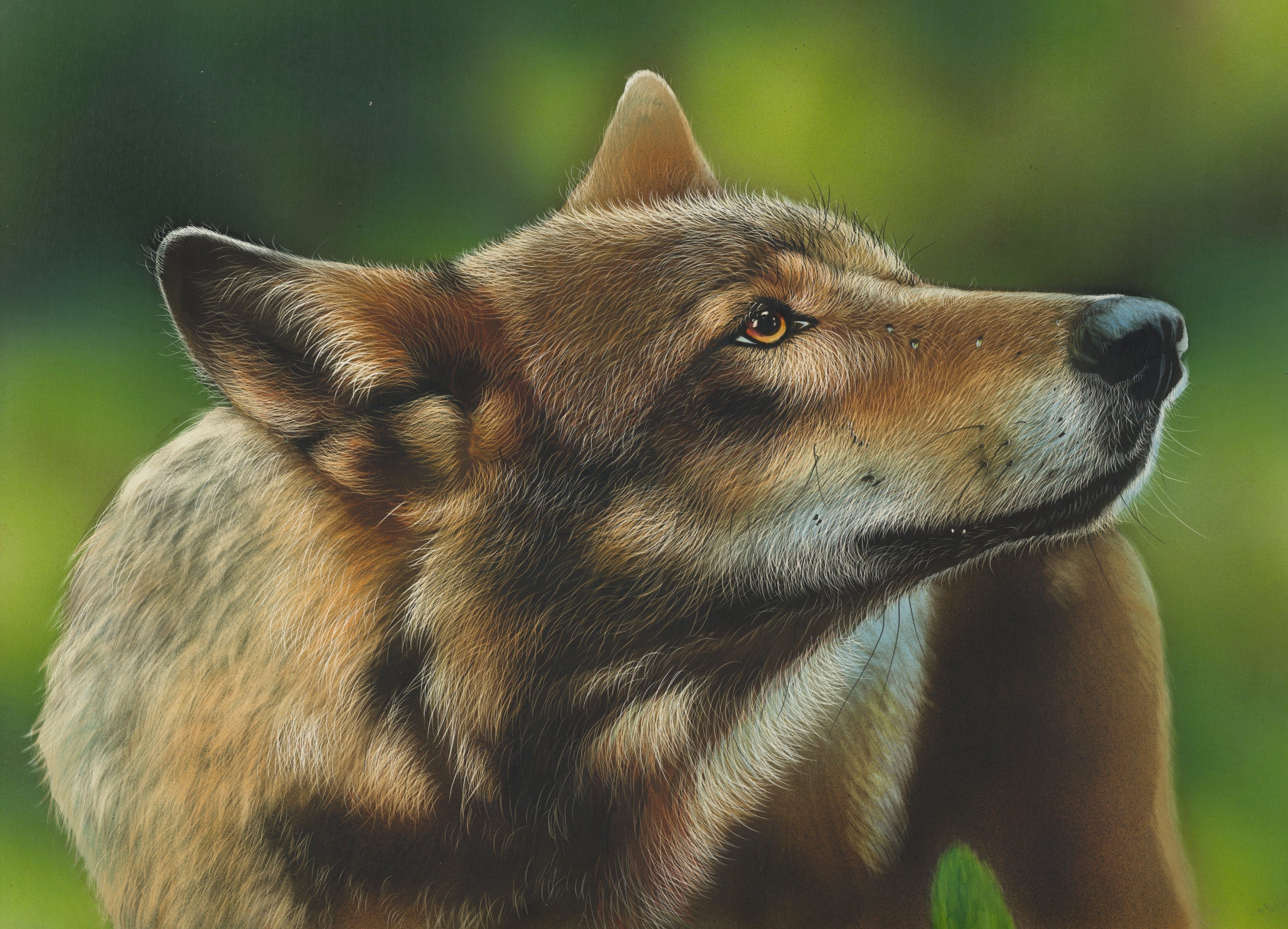 Painting of a wolf looking up HD Wallpaper