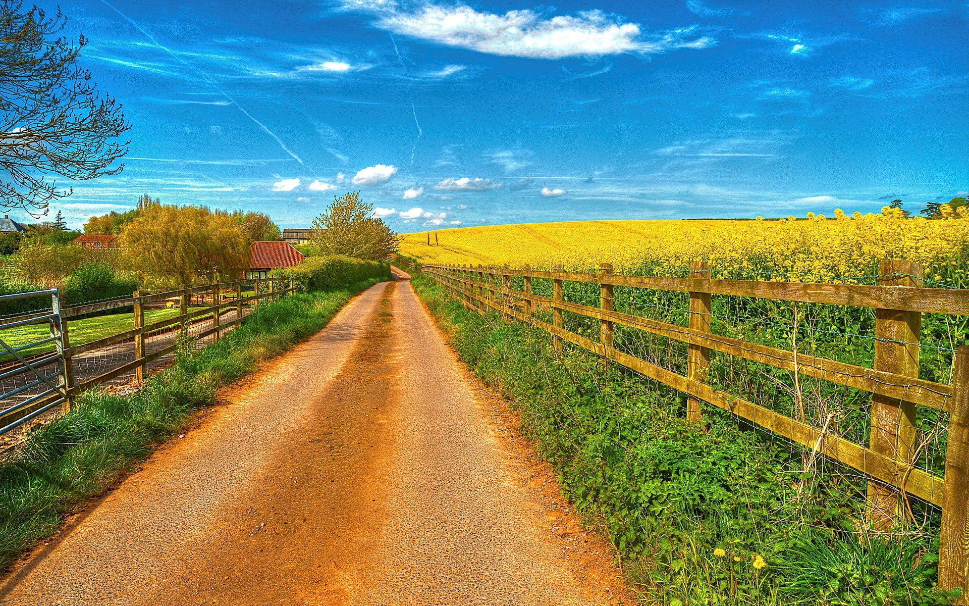 Dirt road through a field of yellow flowers HD Wallpaper
