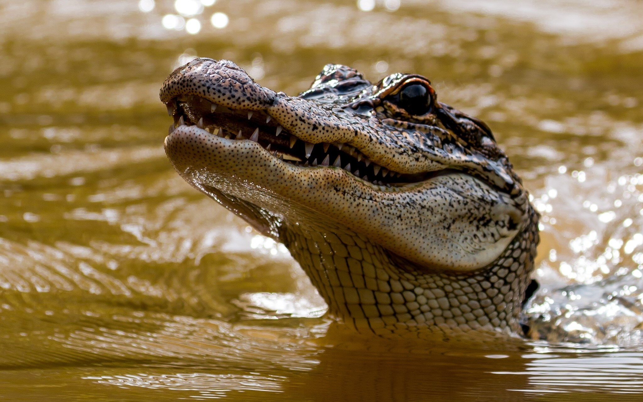 Alligator head emerging from murky water HD Wallpaper