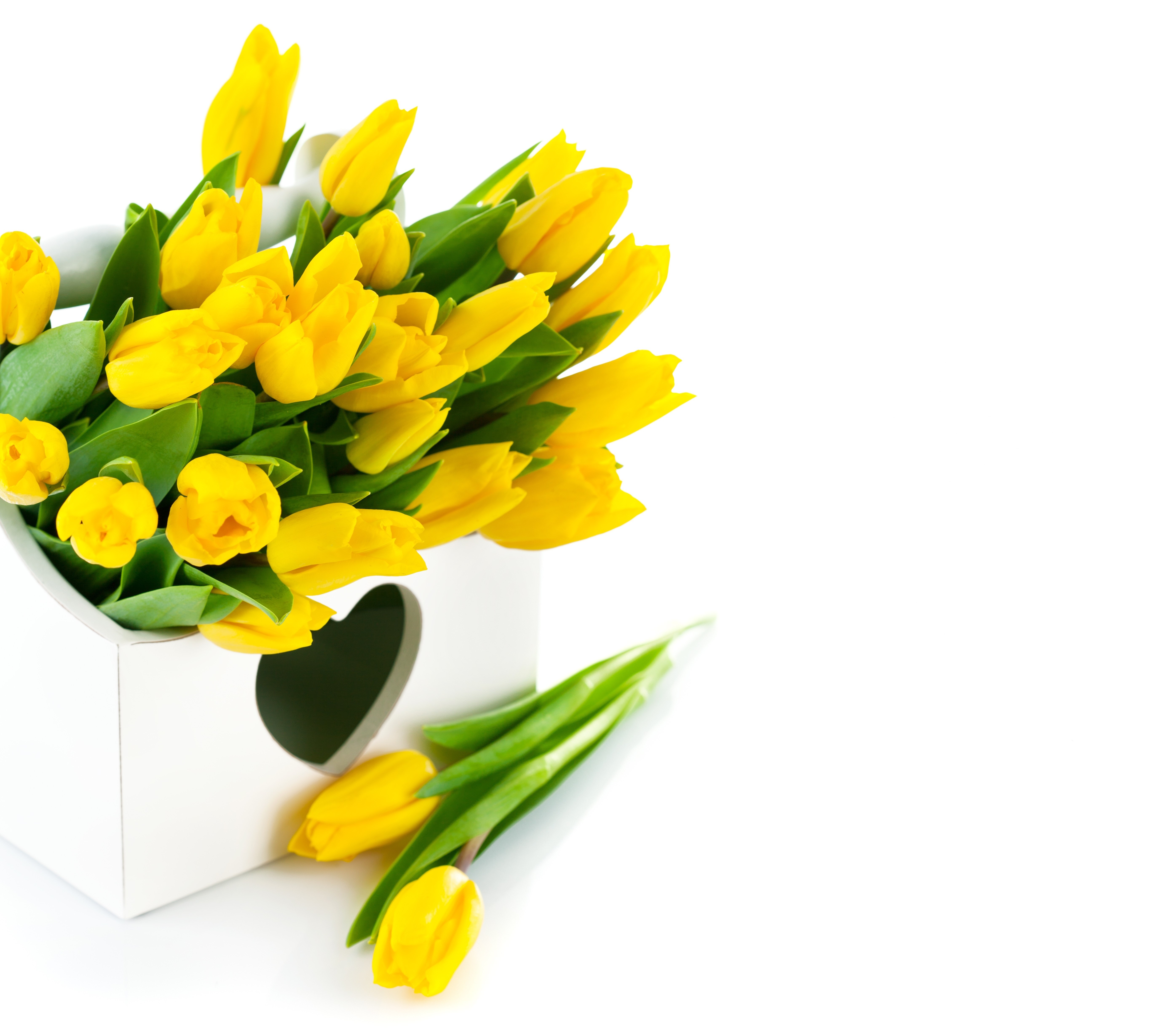 Yellow Tulips in a White Box HD Wallpaper