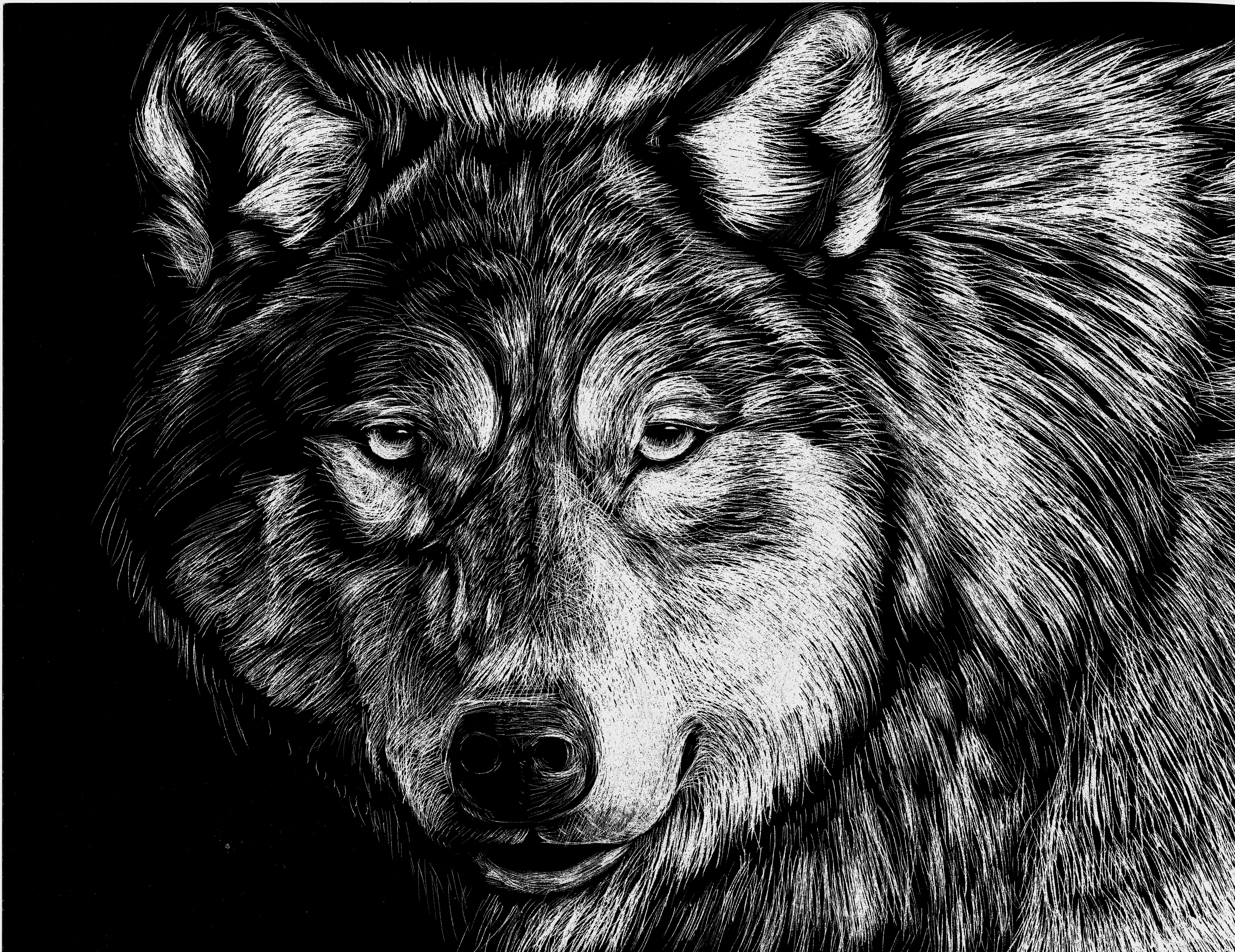 Black and white painting of a wolf HD Wallpaper