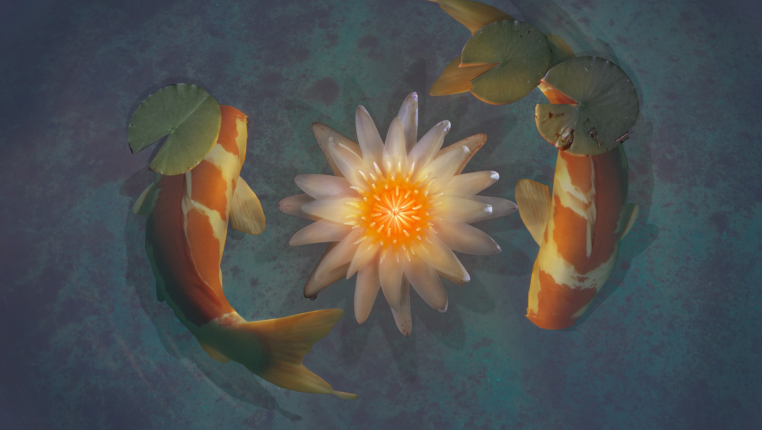 Two Koi fish and a lotus flower in water HD Wallpaper