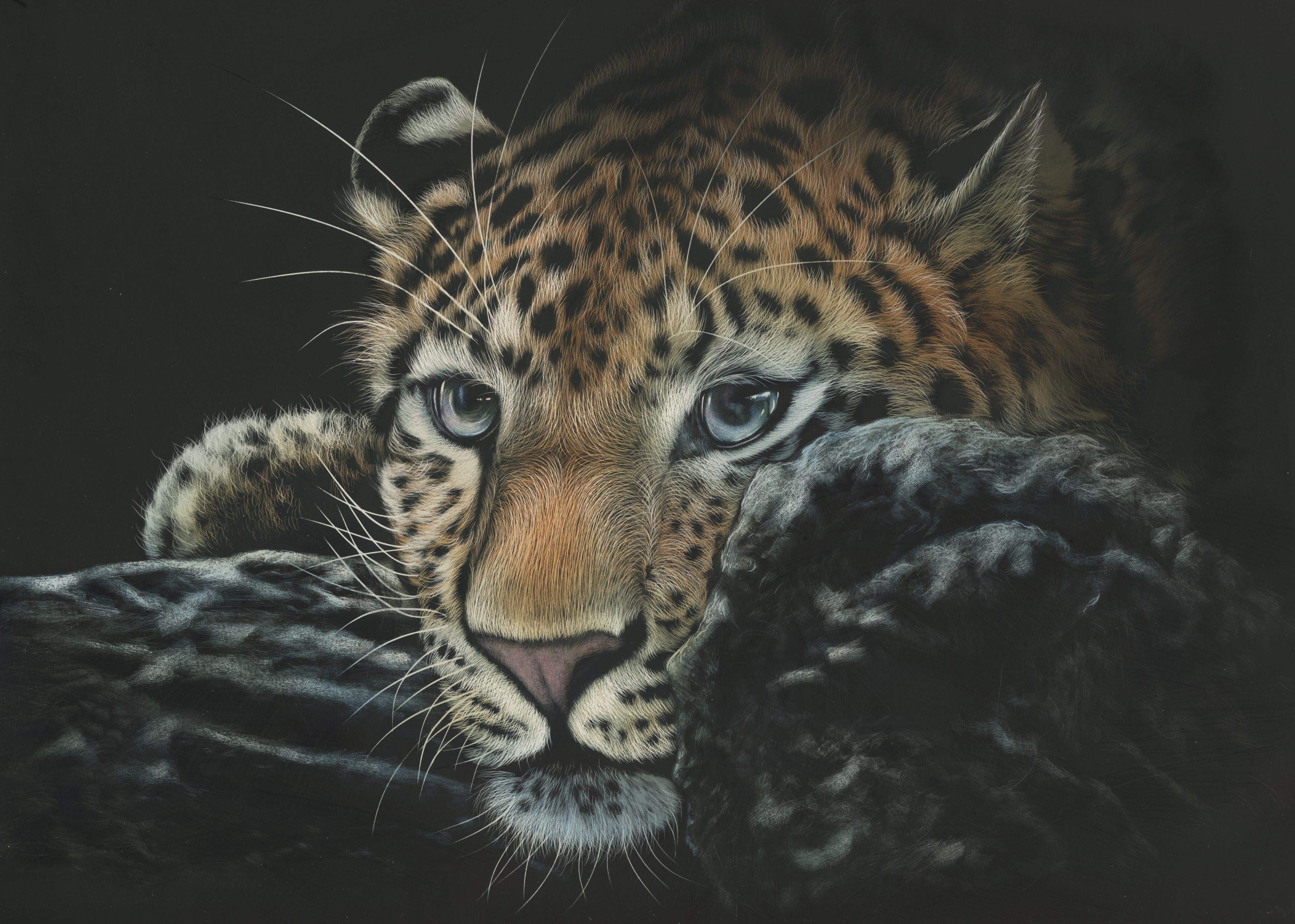 Leopard cub peeking from behind rocks HD Wallpaper