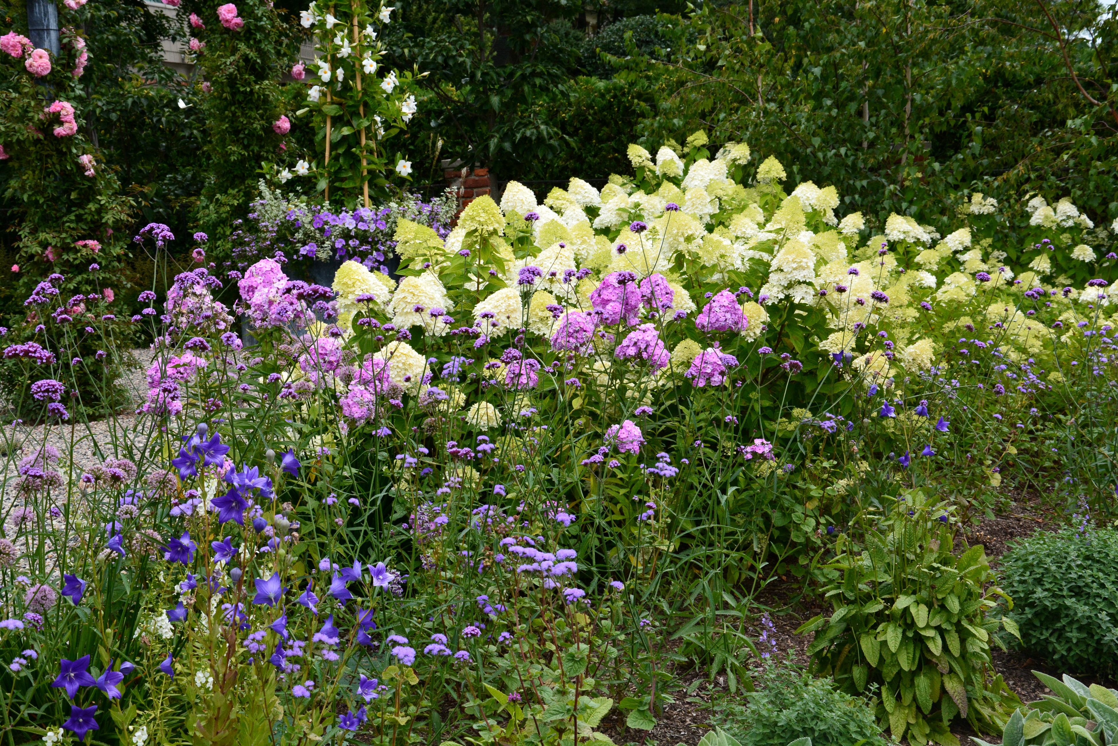 4K Hydrangea, Phlox, and Bell Flowers in Garden HD Wallpaper