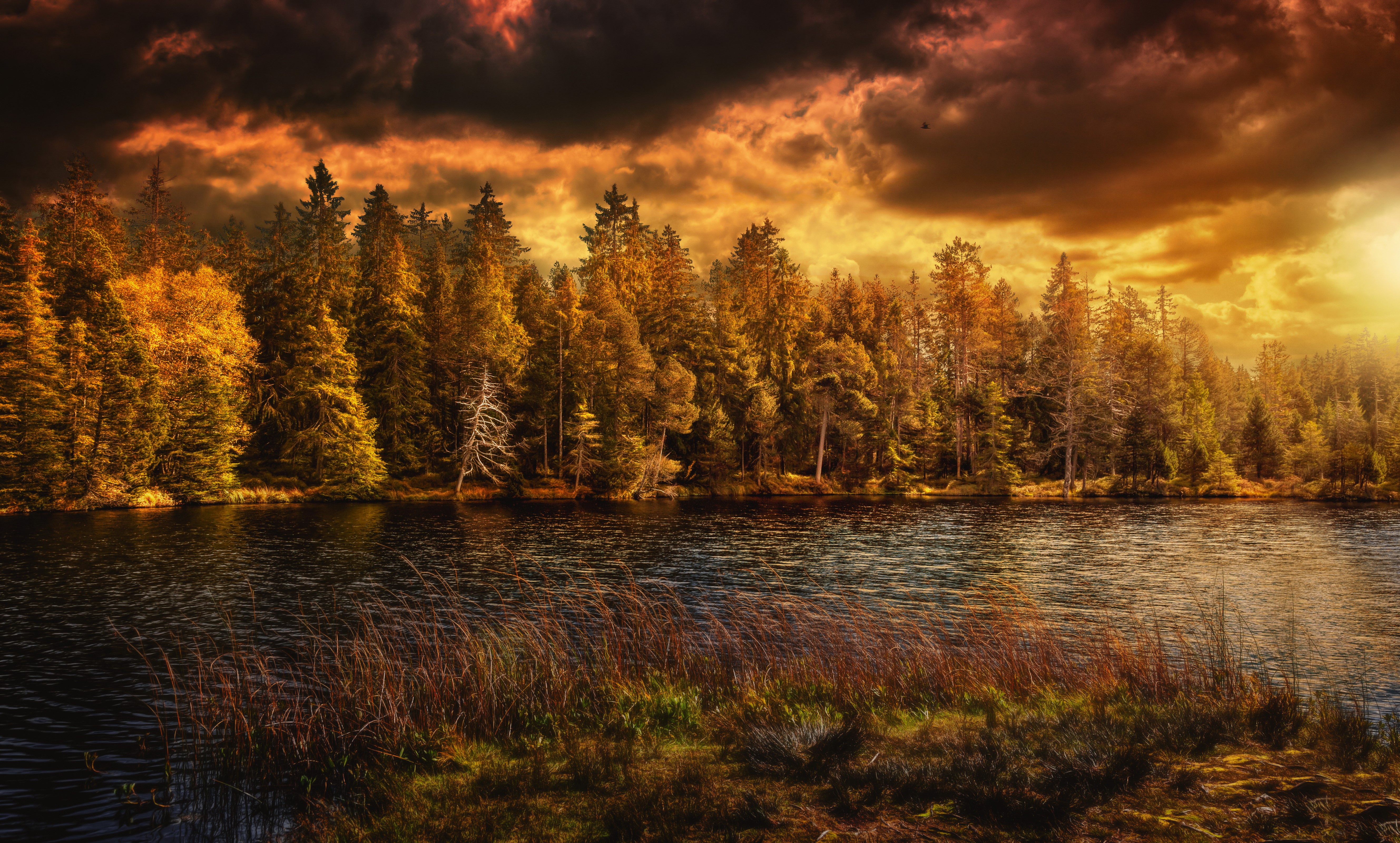 Autumn forest by a lake under dramatic clouds HD Wallpaper