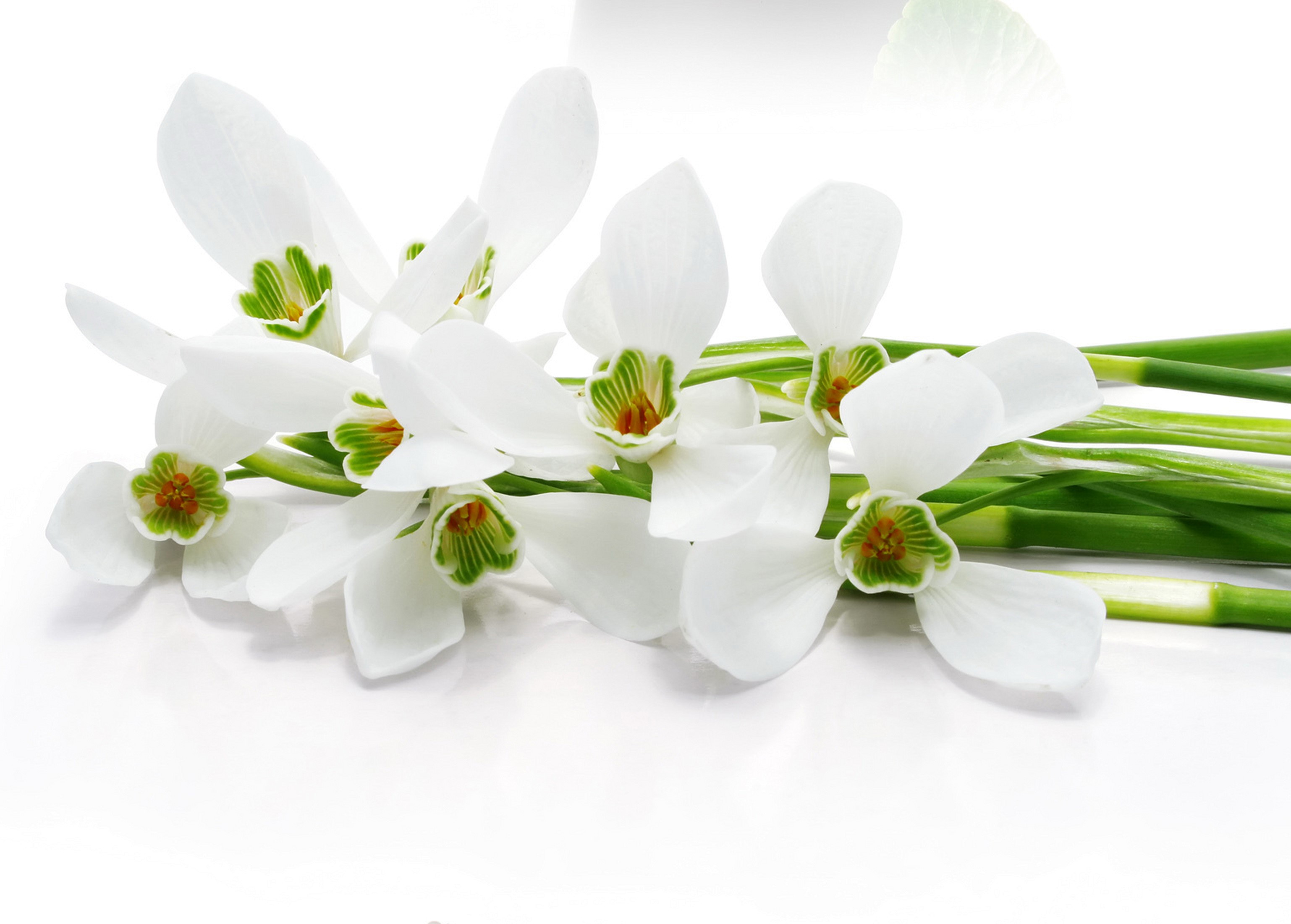 Snowdrops with green stems on white background HD Wallpaper