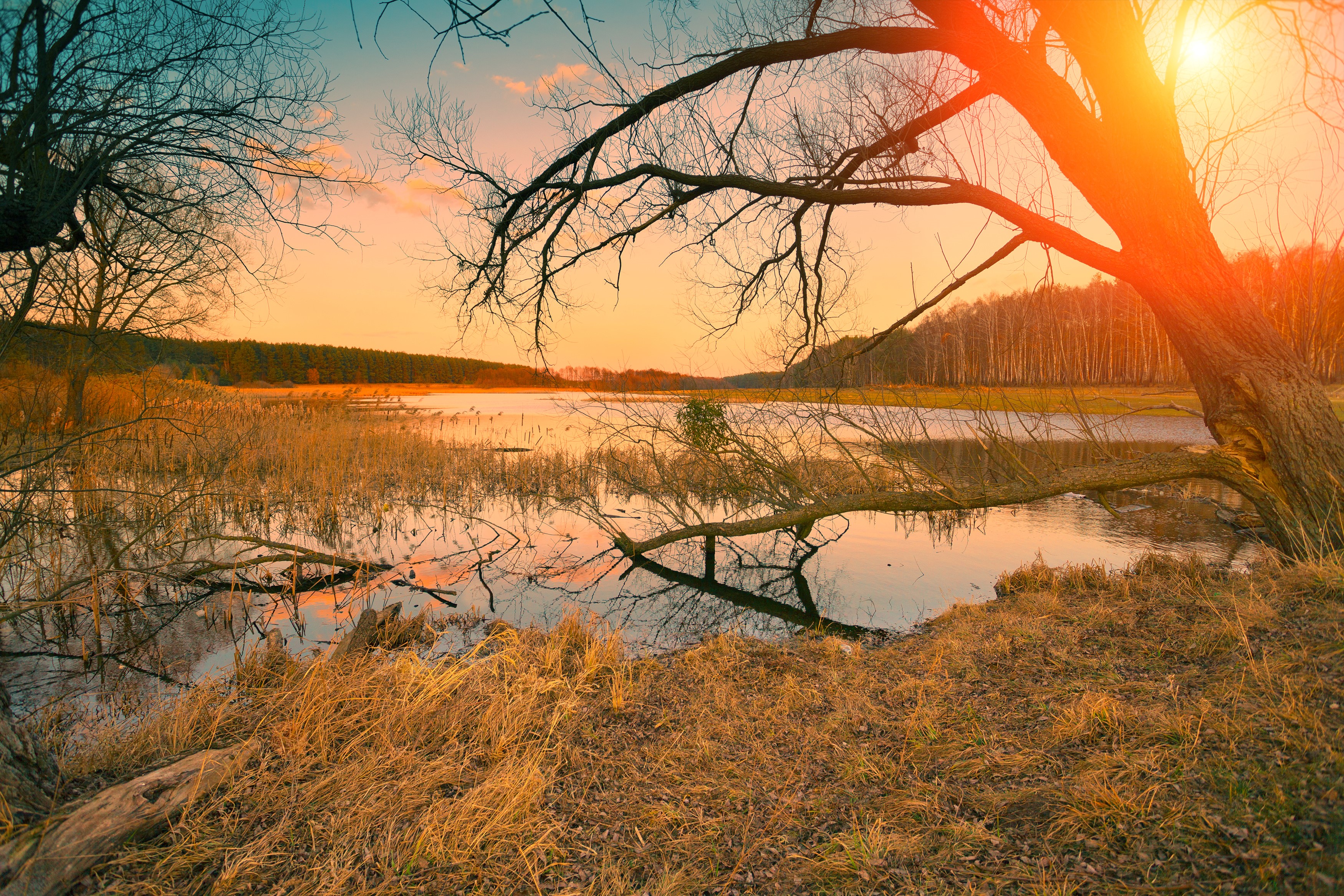 Sunset over a lake with bare trees and reeds HD Wallpaper