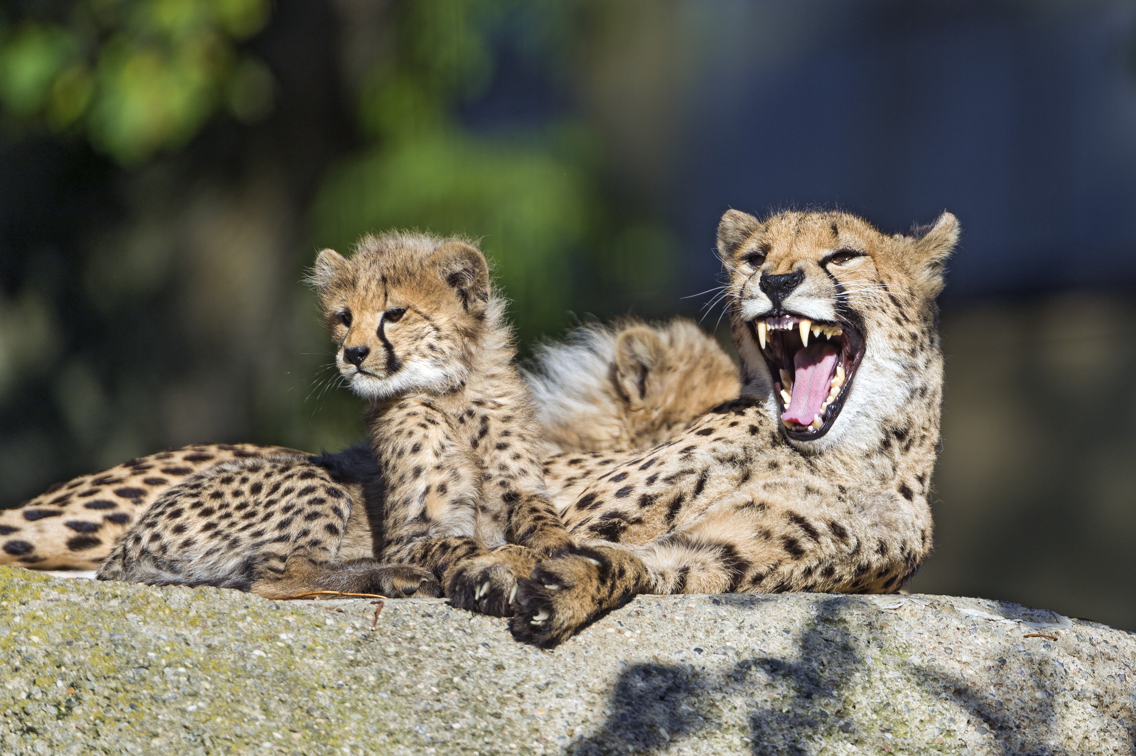 Mother Cheetah and Cubs on a Rock HD Wallpaper