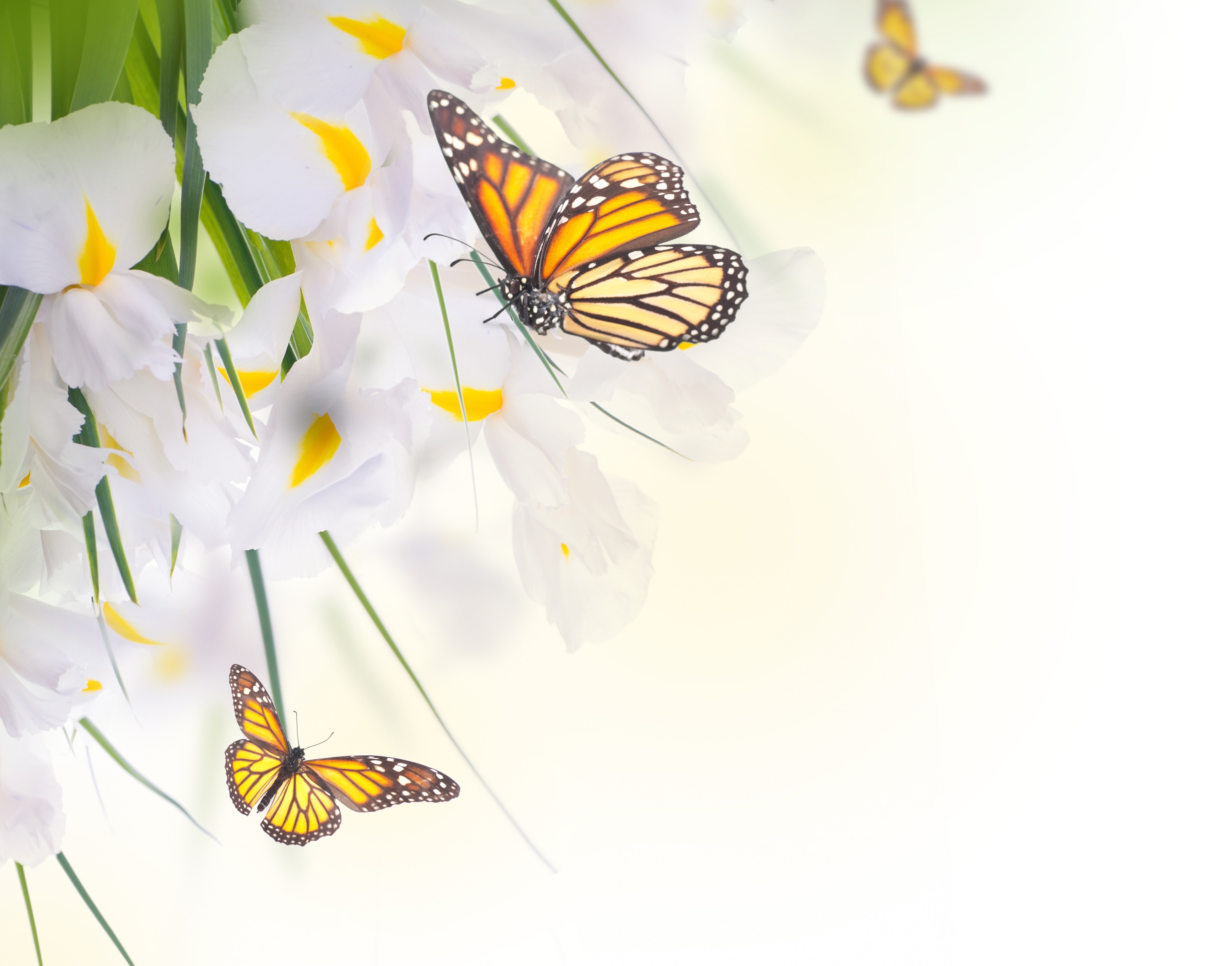 Monarch Butterflies on White Irises HD Wallpaper