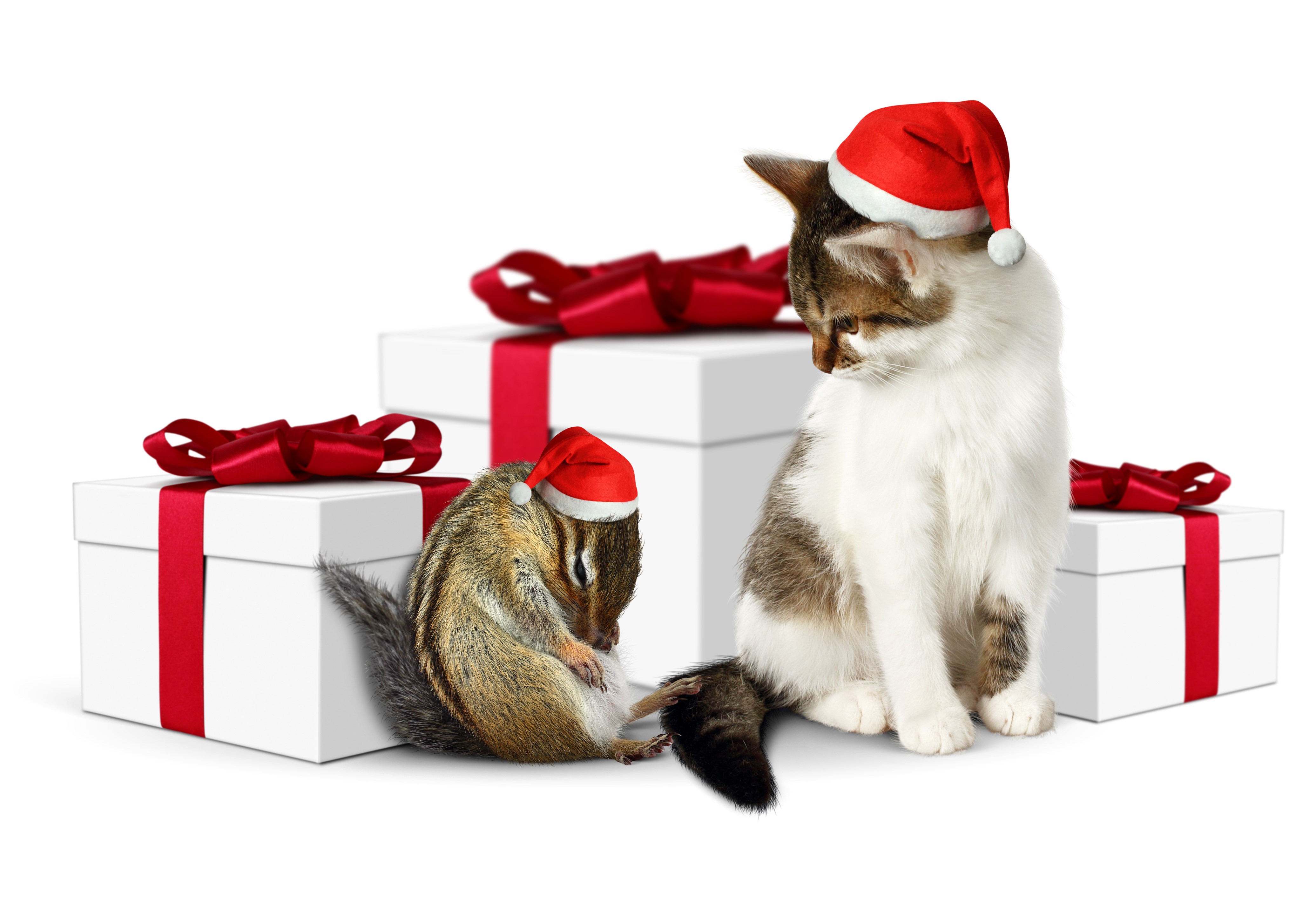 Kitten and Chipmunk with Christmas Gifts HD Wallpaper