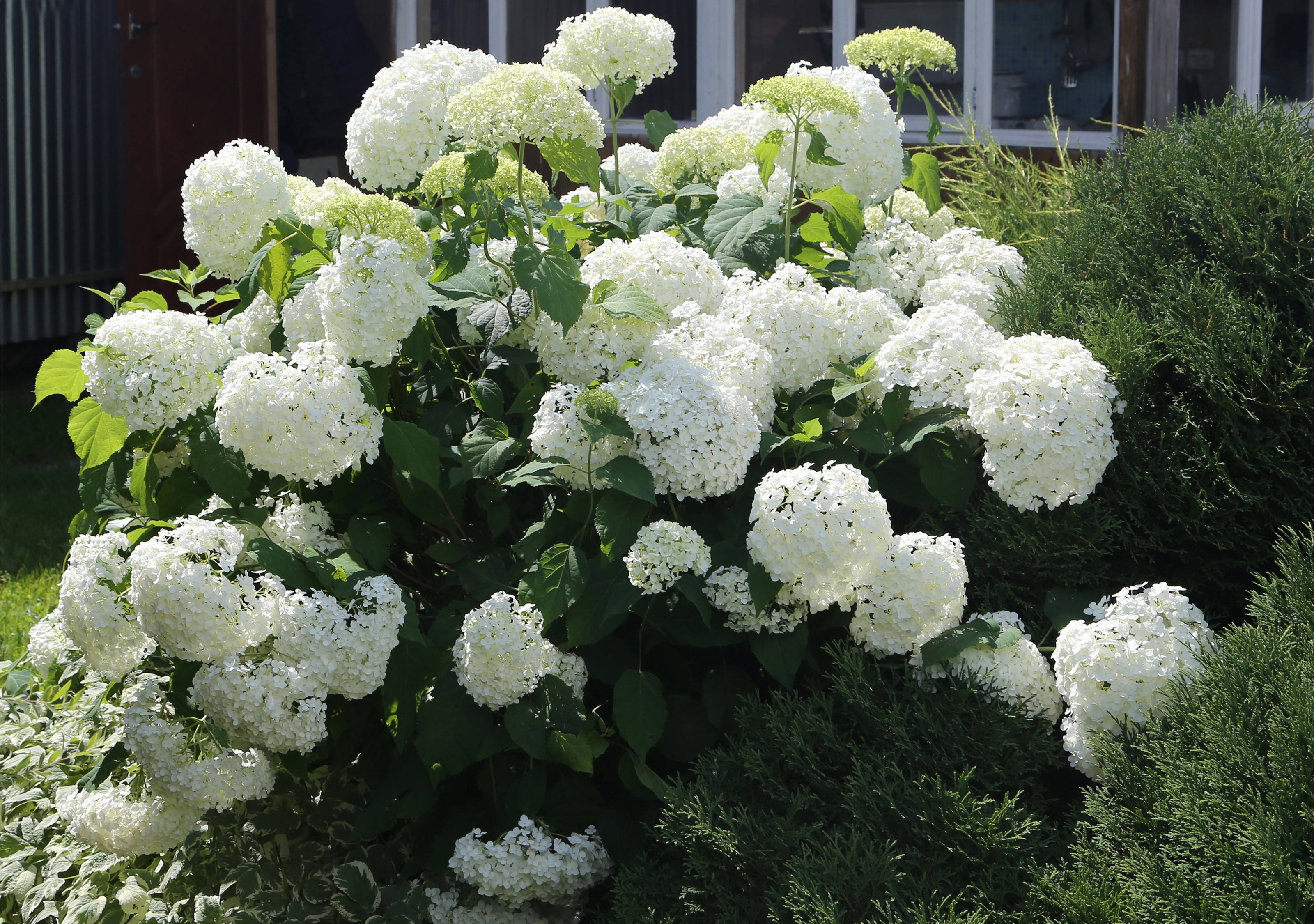 White Hydrangea bush in a garden HD Wallpaper