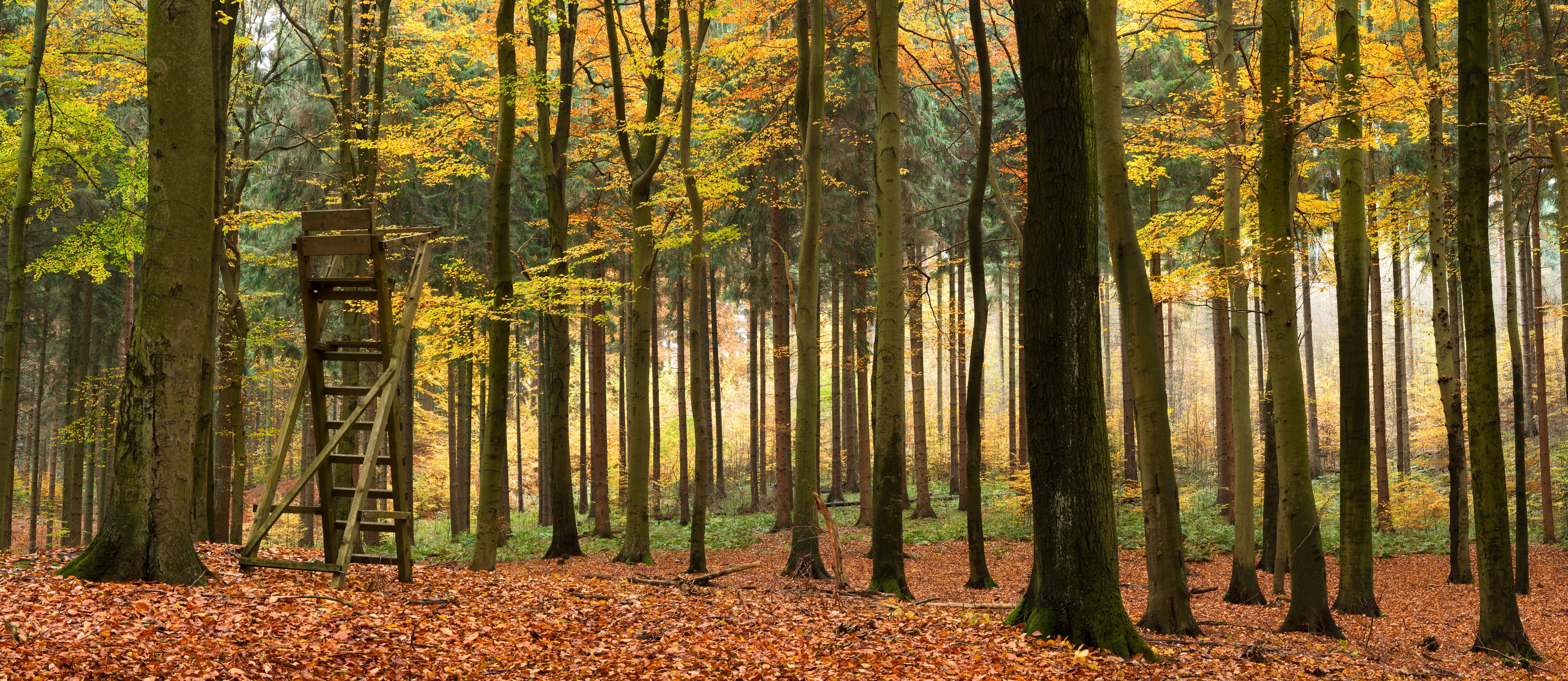 Autumn forest with a hunting stand HD Wallpaper