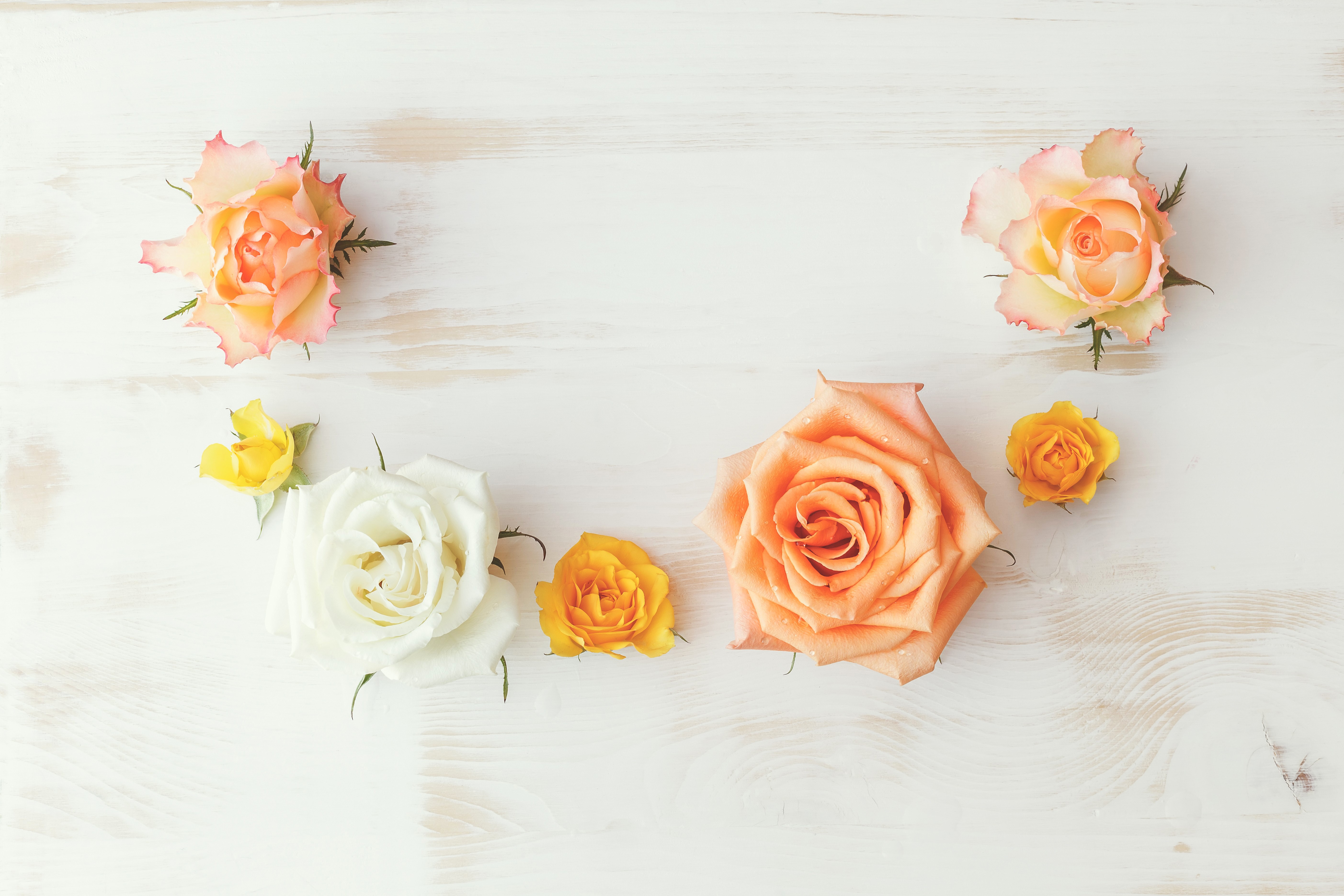 Roses on a wooden background HD Wallpaper