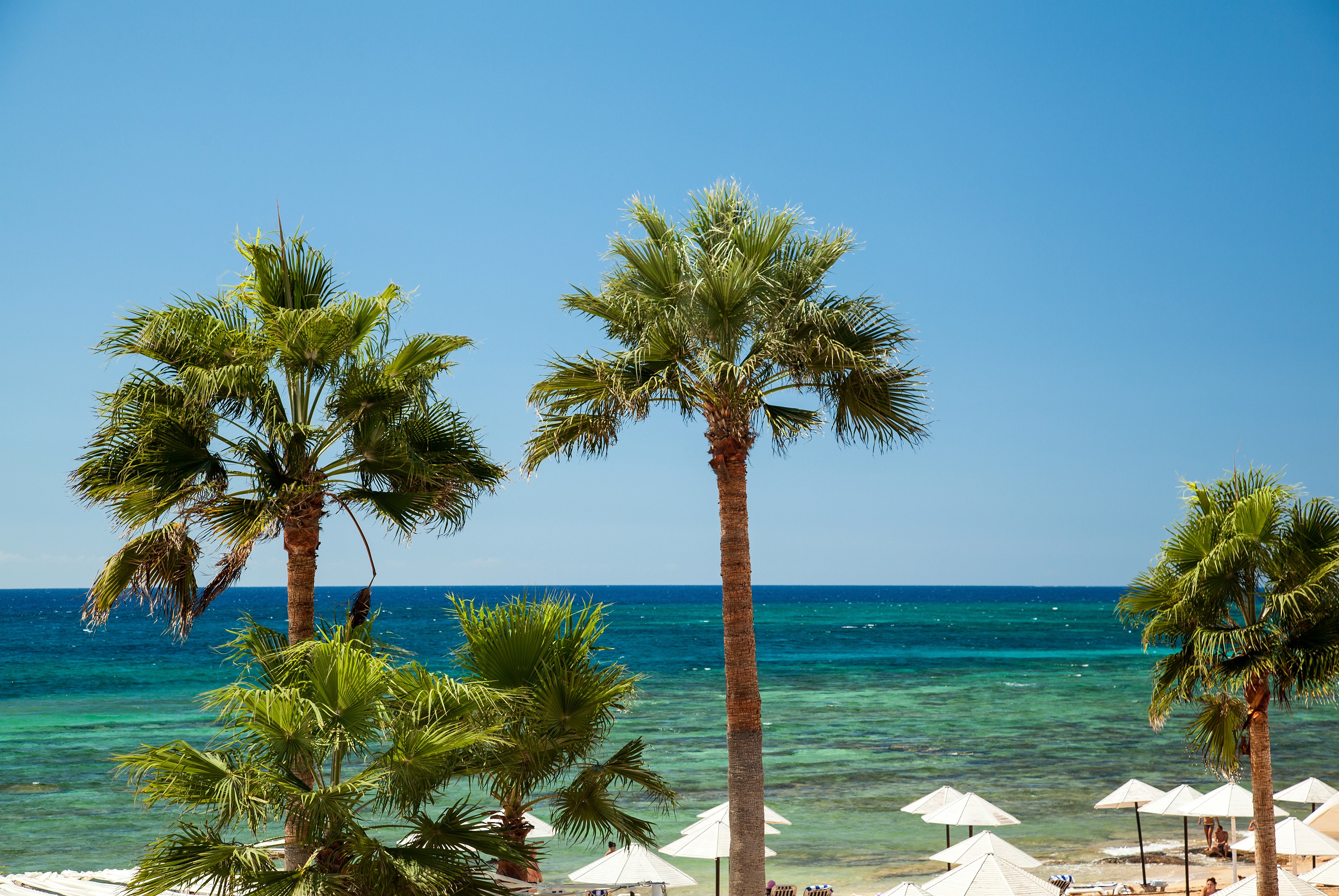 Palm Trees on a Tropical Beach HD Wallpaper