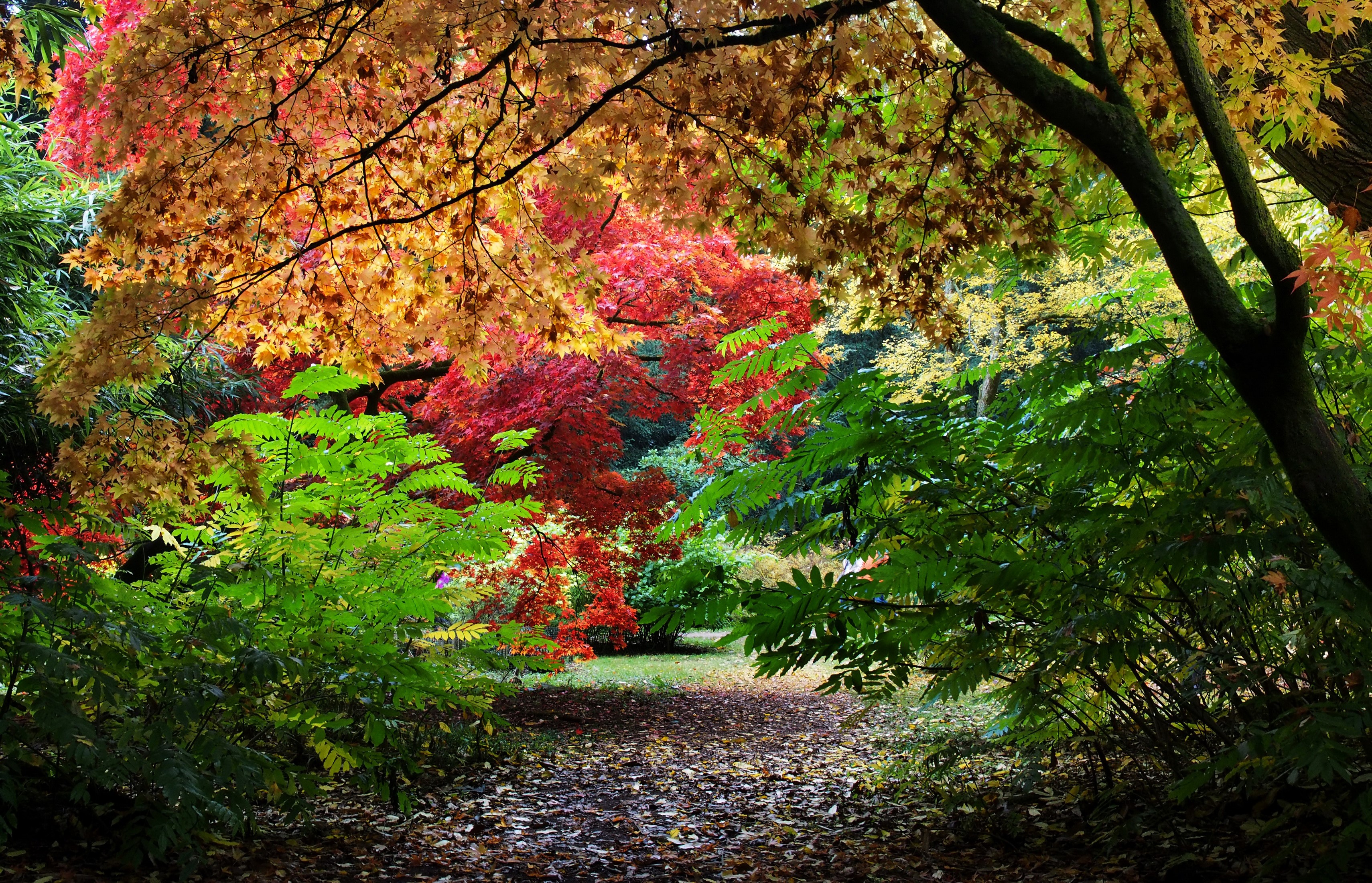 Autumn foliage in Westonbirt Arboretum, United Kingdom HD Wallpaper