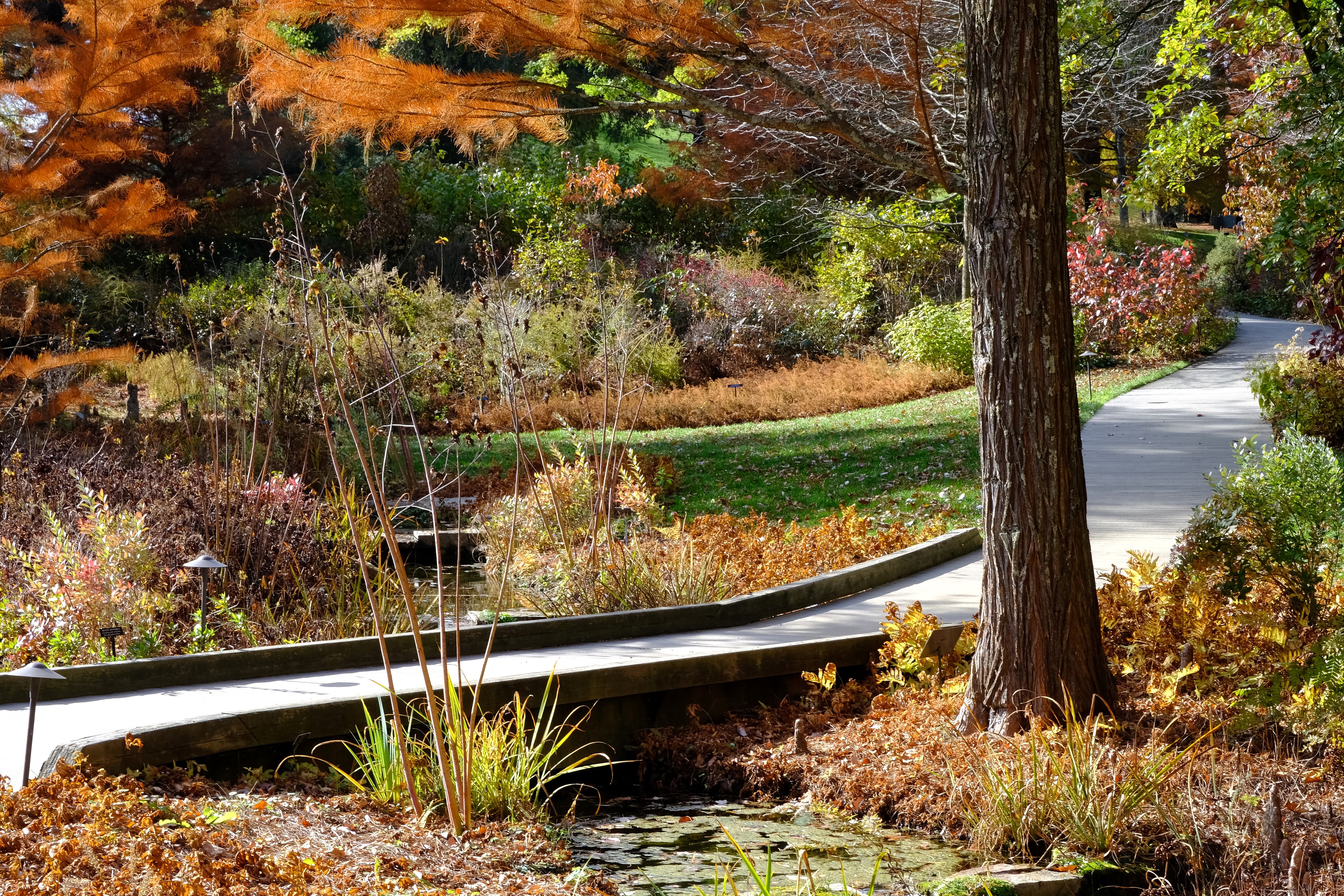 Autumn path through Longwood Gardens with a tree trunk HD Wallpaper